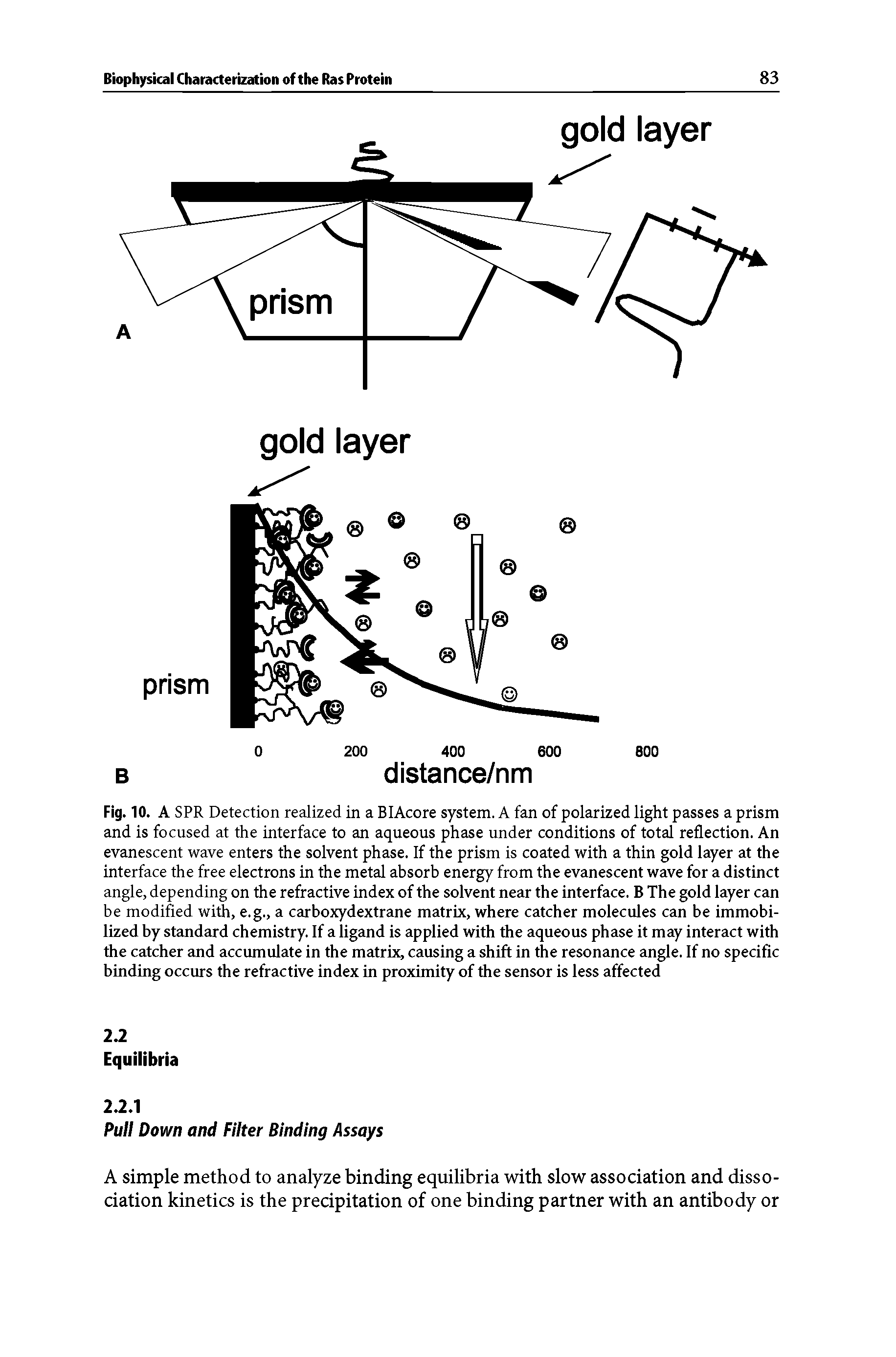 Fig. 10. A SPR Detection realized in a BIAcore system. A fan of polarized light passes a prism and is focused at the interface to an aqueous phase under conditions of total reflection. An evanescent wave enters the solvent phase. If the prism is coated with a thin gold layer at the interface the free electrons in the metal absorb energy from the evanescent wave for a distinct angle, depending on the refractive index of the solvent near the interface. B The gold layer can be modified with, e.g., a carboxydextrane matrix, where catcher molecules can be immobilized by standard chemistry. If a ligand is applied with the aqueous phase it may interact with the catcher and accumulate in the matrix, causing a shift in the resonance angle. If no specific binding occurs the refractive index in proximity of the sensor is less affected...