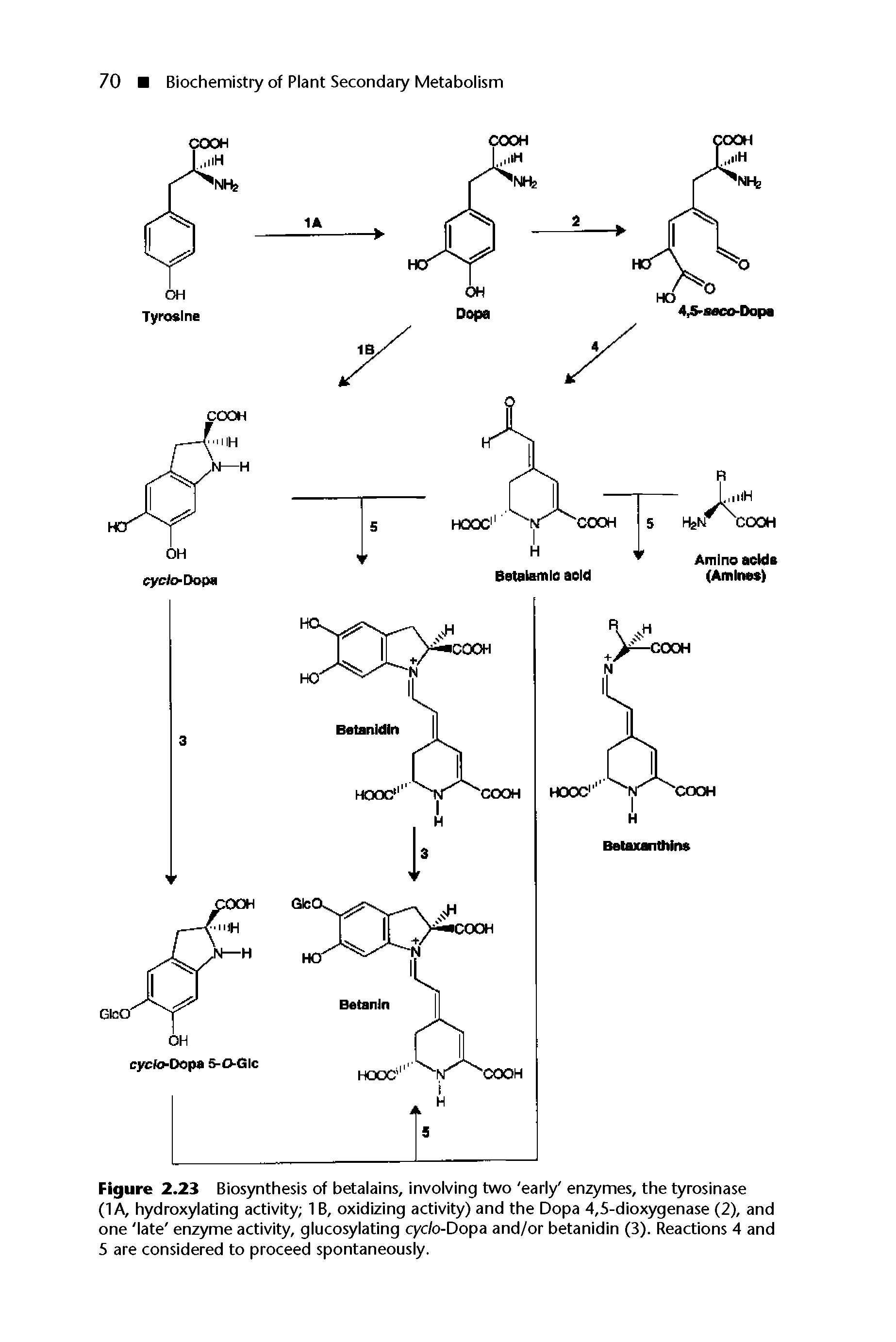 Figure 2.23 Biosynthesis of betalains, involving two early enzymes, the tyrosinase (1A, hydroxylating activity 1 B, oxidizing activity) and the Dopa 4,5-dioxygenase (2), and one late enzyme activity, glucosylating cyc/o-Dopa and/or betanidin (3). Reactions 4 and 5 are considered to proceed spontaneously.