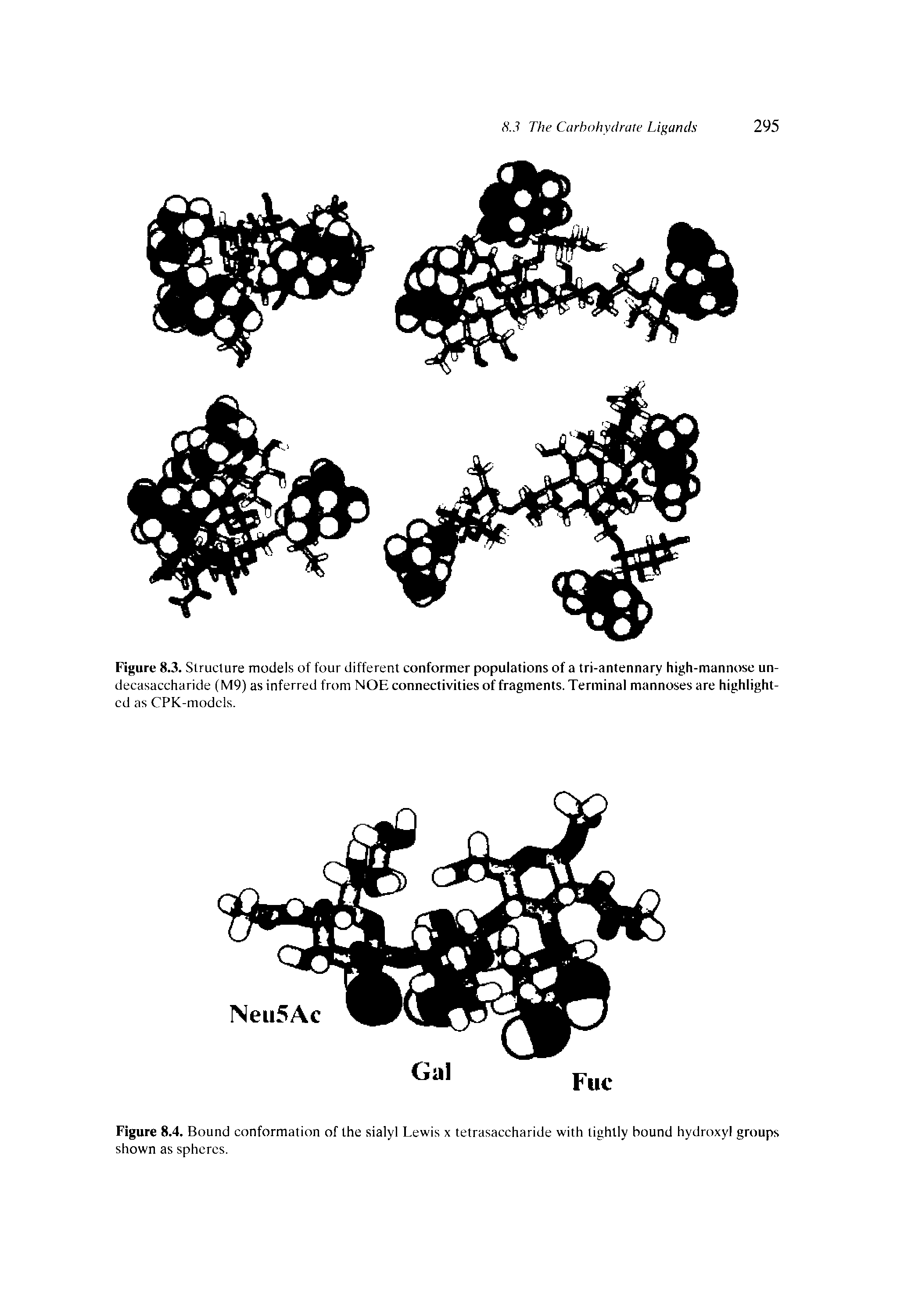 Figure 8.4. Bound conformation of the sialyl Lewis x tetrasaccharide with lightly bound hydroxyl groups shown as spheres.