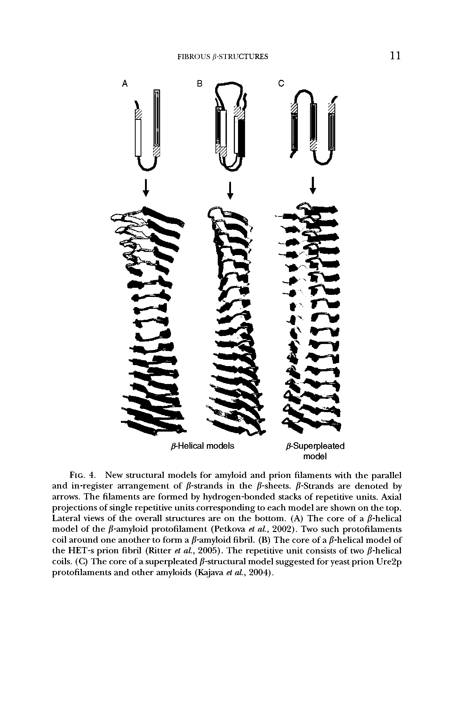 Fig. 4. New structural models for amyloid and prion filaments with the parallel and in-register arrangement of //-strands in the //-sheets. //-Strands are denoted by arrows. The filaments are formed by hydrogen-bonded stacks of repetitive units. Axial projections of single repetitive units corresponding to each model are shown on the top. Lateral views of the overall structures are on the bottom. (A) The core of a //-helical model of the //-amyloid protofilament (Petkova et al., 2002). Two such protofilaments coil around one another to form a //-amyloid fibril. (B) The core of a //-helical model of the HET-s prion fibril (Ritter et al., 2005). The repetitive unit consists of two //-helical coils. (C) The core of a superpleated //-structura l model suggested for yeast prion Ure2p protofilaments and other amyloids (Kajava et al., 2004).