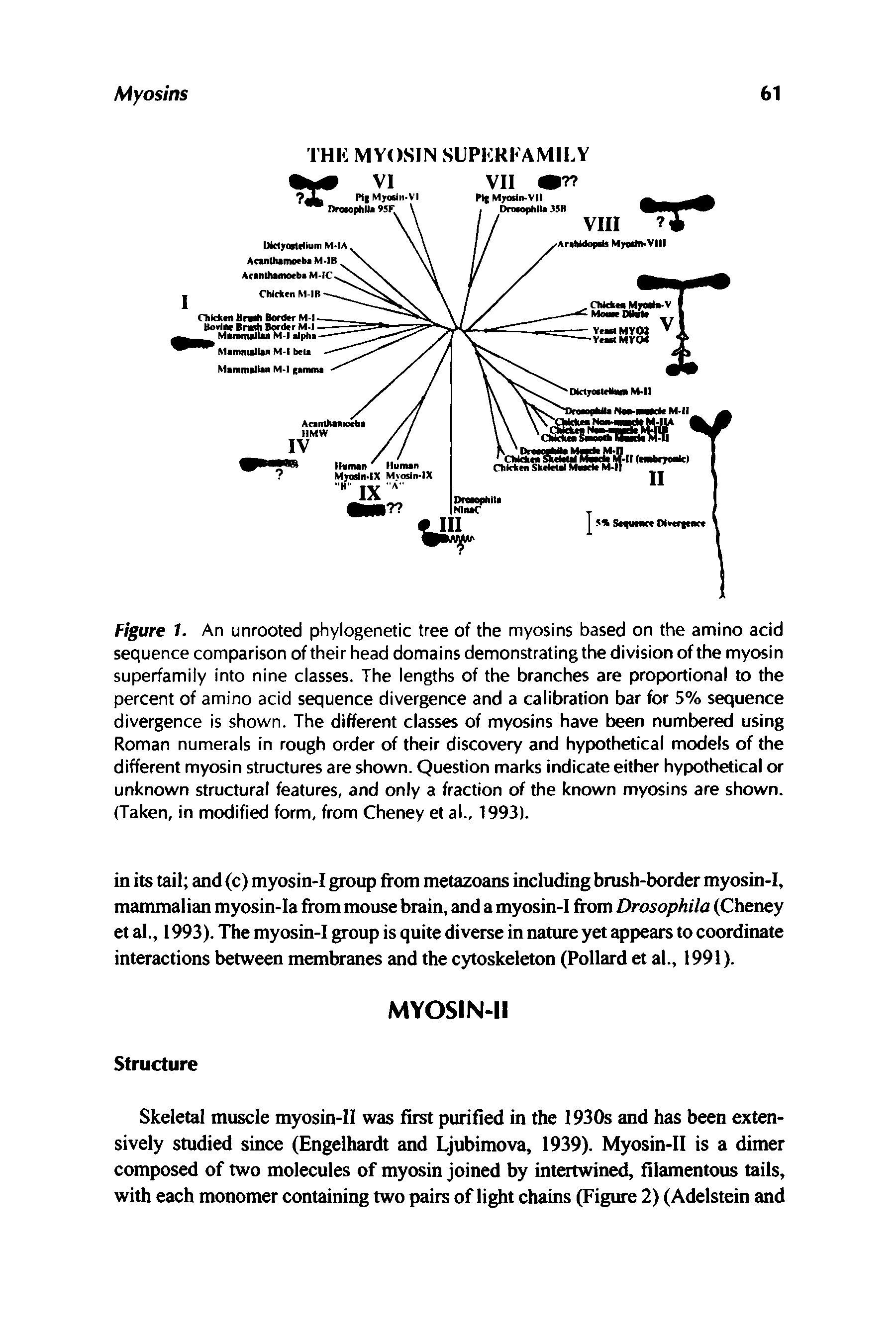 Figure 1. An unrooted phylogenetic tree of the myosins based on the amino acid sequence comparison of their head domains demonstrating the division of the myosin superfamily into nine classes. The lengths of the branches are proportional to the percent of amino acid sequence divergence and a calibration bar for 5% sequence divergence is shovk n. The different classes of myosins have been numbered using Roman numerals in rough order of their discovery and hypothetical models of the different myosin structures are shown. Question marks indicate either hypothetical or unknown structural features, and only a fraction of the known myosins are shown. (Taken, in modified form, from Cheney et al., 1993).