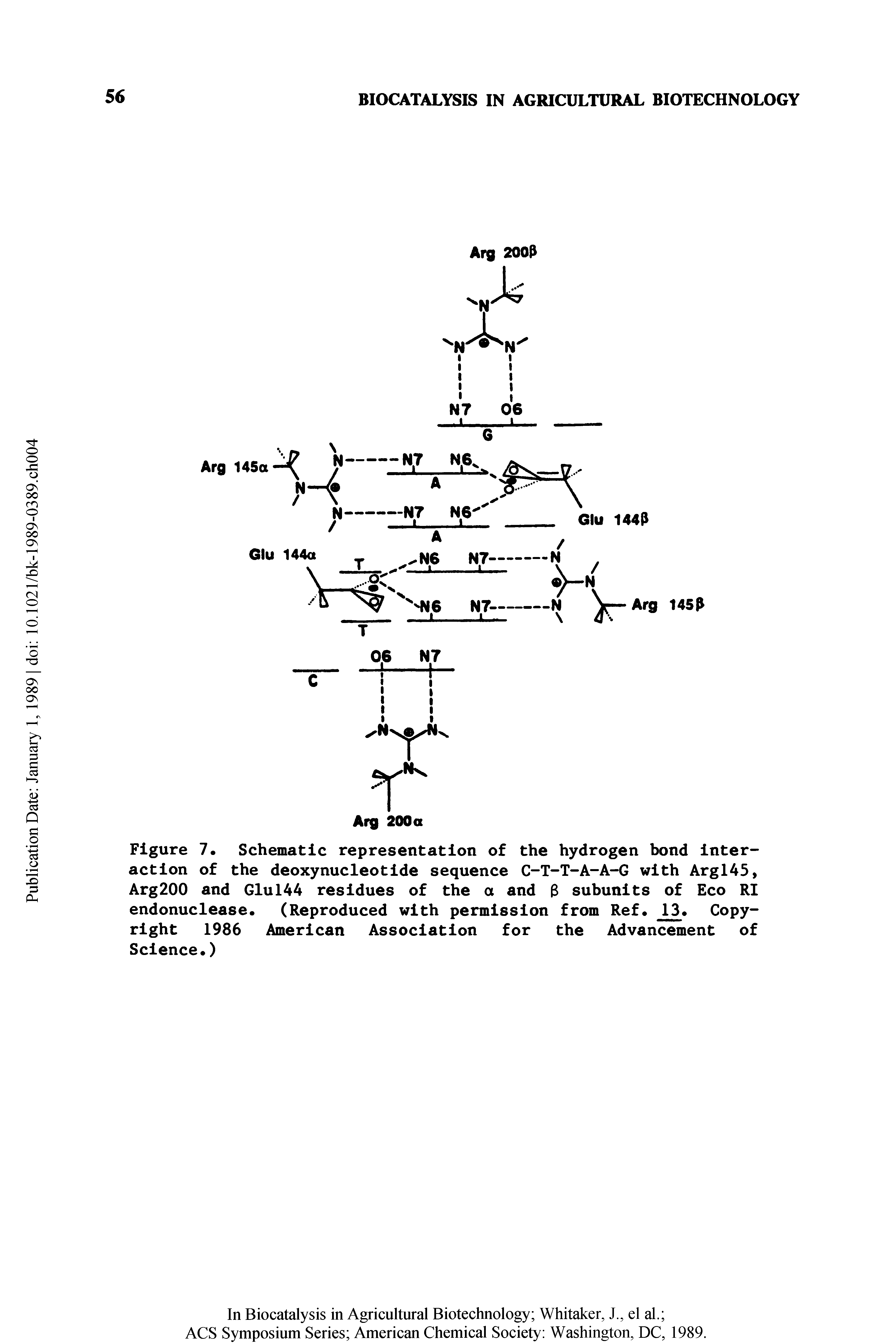 Figure 7. Schematic representation of the hydrogen bond interaction of the deoxynucleotide sequence C-T-T-A-A-G with Argl45, Arg200 and Glul44 residues of the a and 3 subunits of Eco RI endonuclease. (Reproduced with permission from Ref. 13. Copyright 1986 American Association for the Advancement of Science.)...