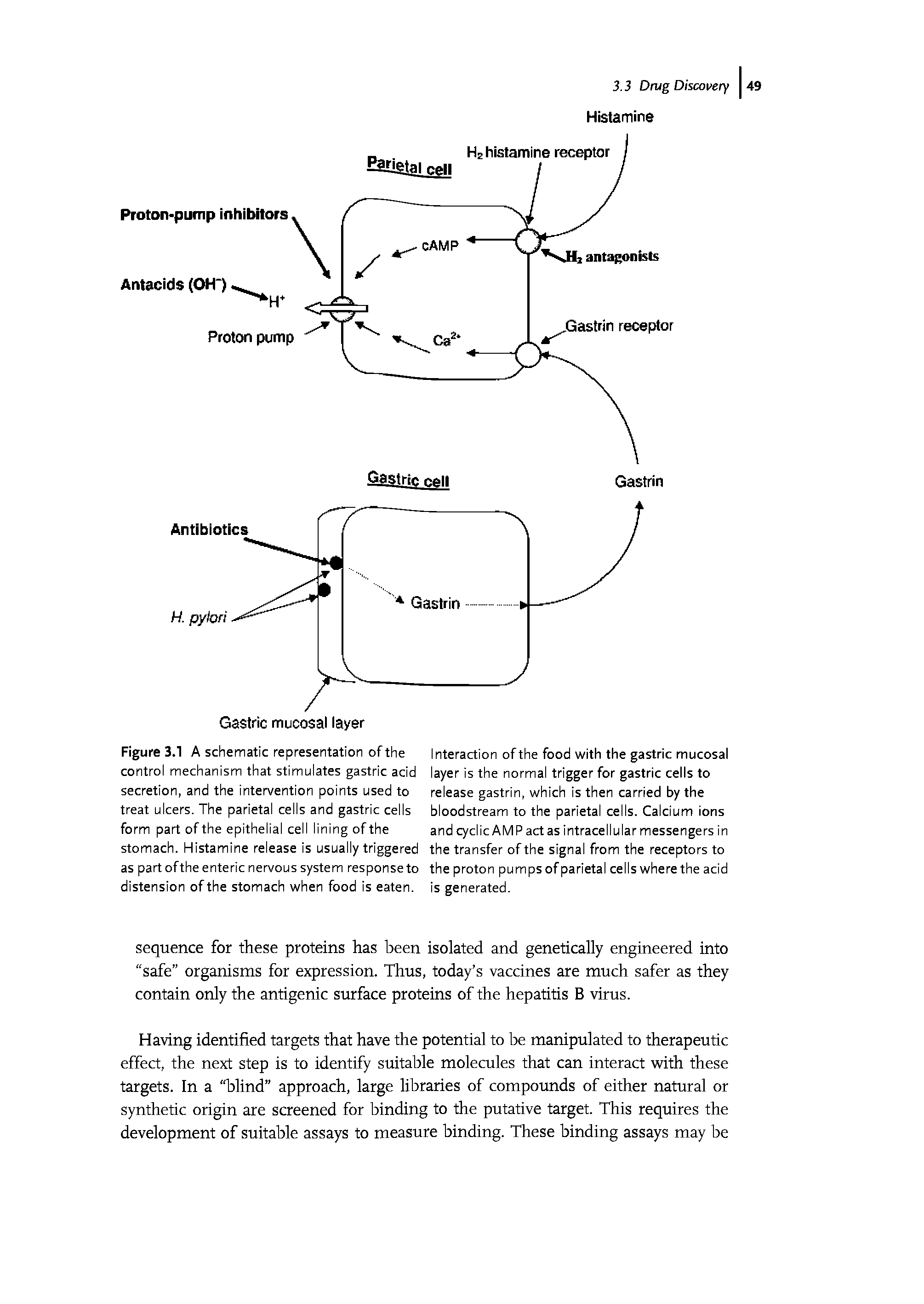 Figure 3.1 A schematic representation of the control mechanism that stimulates gastric acid secretion, and the intervention points used to treat ulcers. The parietal cells and gastric cells form part of the epithelial cell lining of the stomach. Histamine release is usually triggered as part ofthe enteric nervous system response to distension of the stomach when food is eaten.