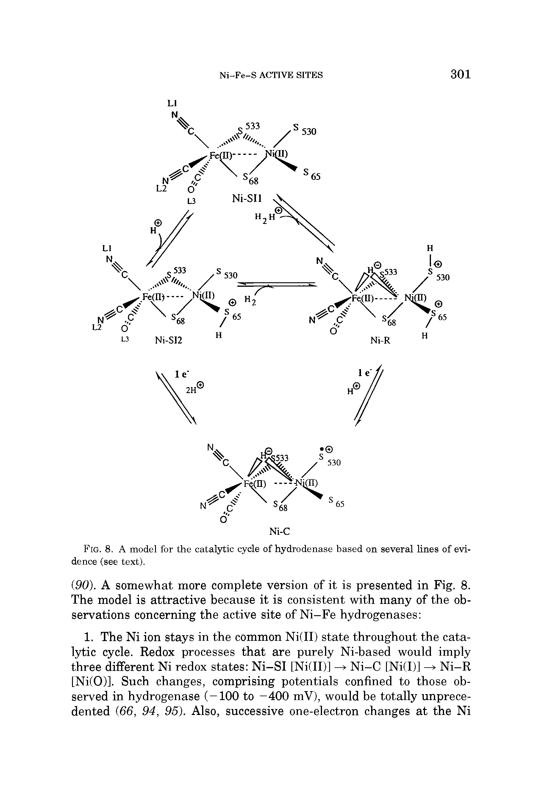 Fig. 8. A model for the catalytic cycle of hydrodenase based on several lines of evidence (see text).