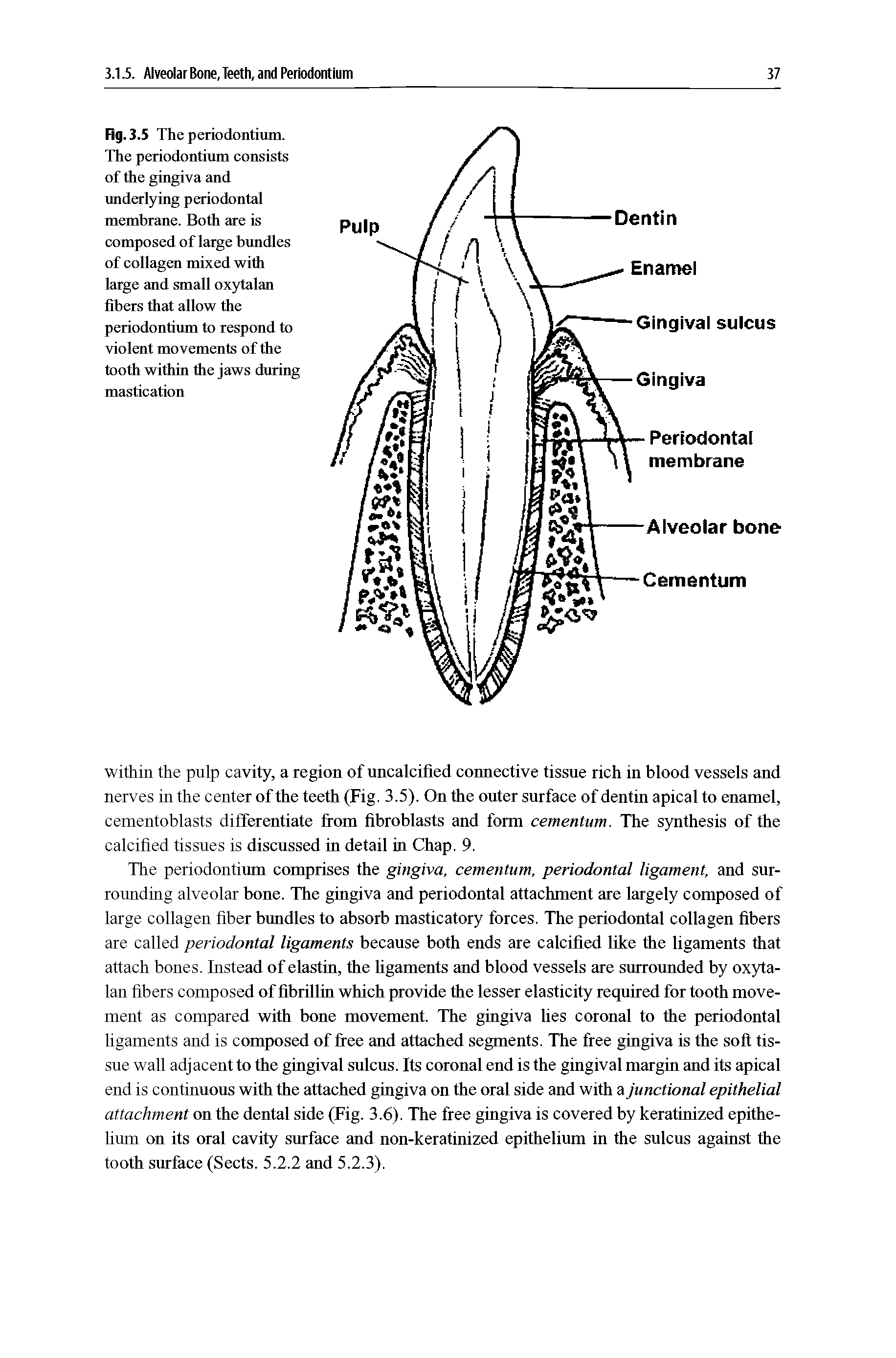 Fig. 3.5 The periodontium. The periodontium consists of the gingiva and underlying periodontal membrane. Both are is composed of large bundles of collagen mixed with large and small oxytalan fibers that allow the periodontium to respond to violent movements of the tooth within the jaws during mastication...