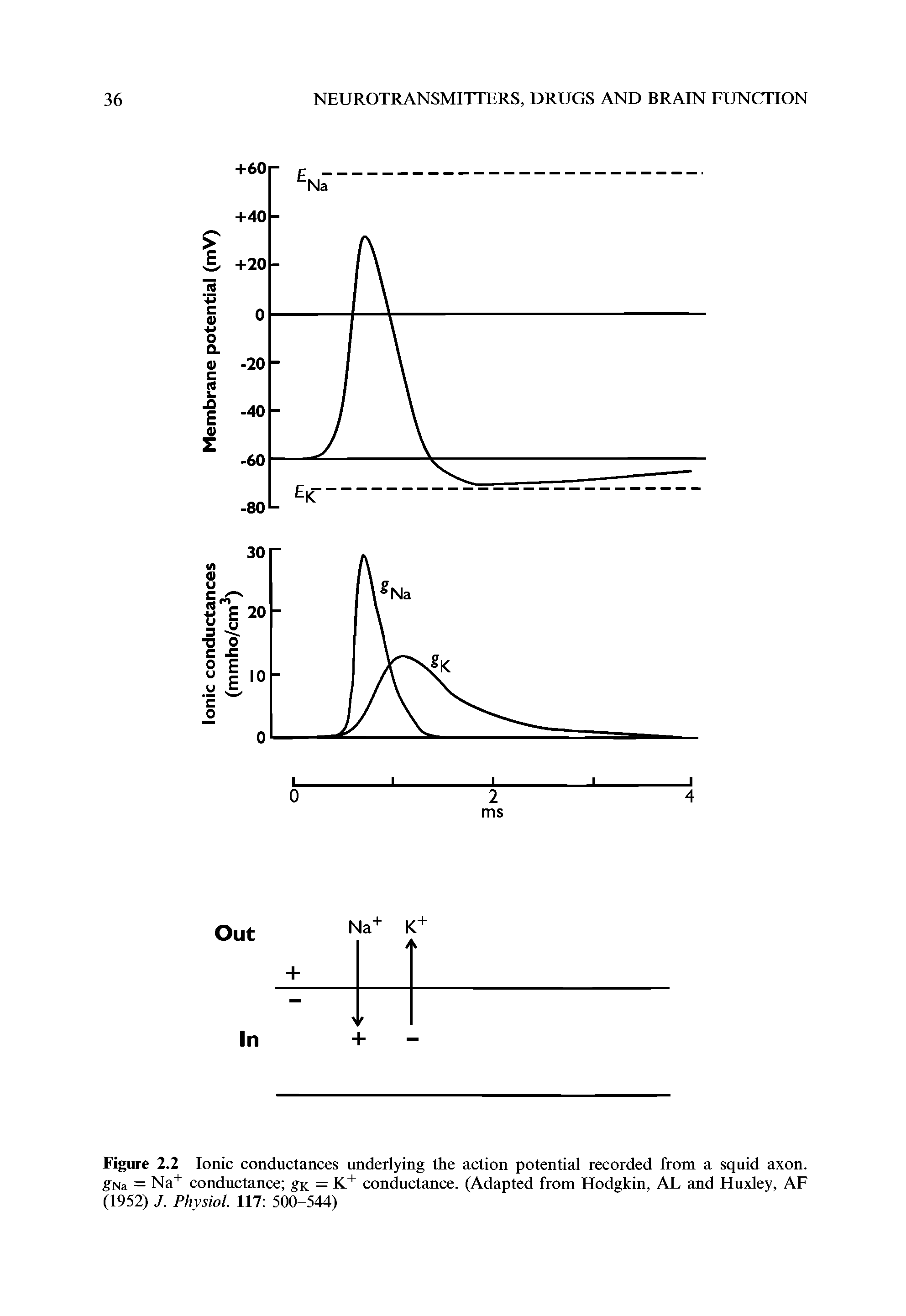 Figure 2.2 Ionic conductances underlying the action potential recorded from a squid axon. gNa = Na conductance gK = K+ conductance. (Adapted from Hodgkin, AL and Huxley, AF (1952) J. Physiol. 117 500-544)...