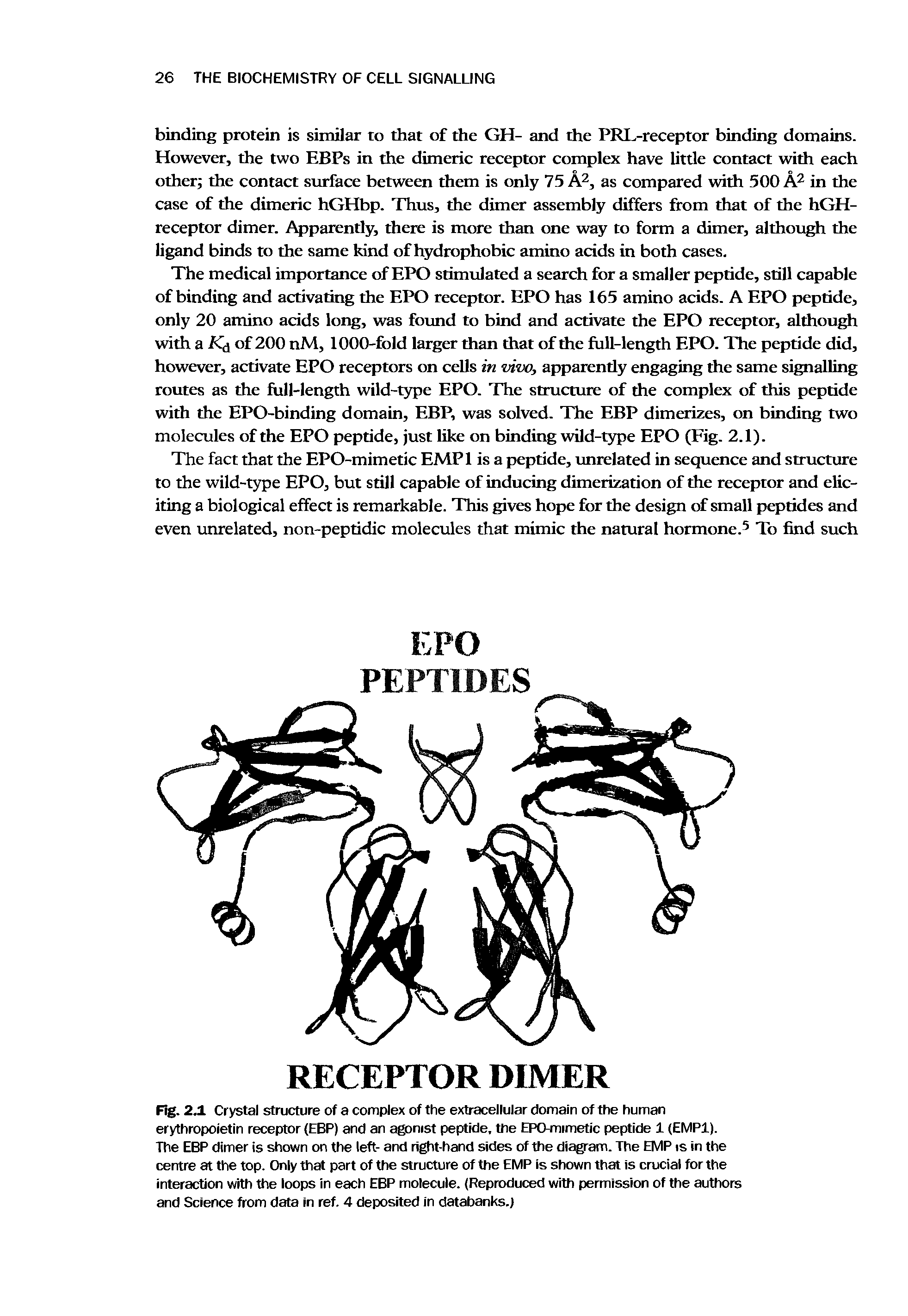 Fig. 2.1 Crystal structure of a complex of the extracellular domain of the human erythropoietin receptor (EBP) and an agonist peptide, the EPO-mimetic peptide 1 (EMPl).