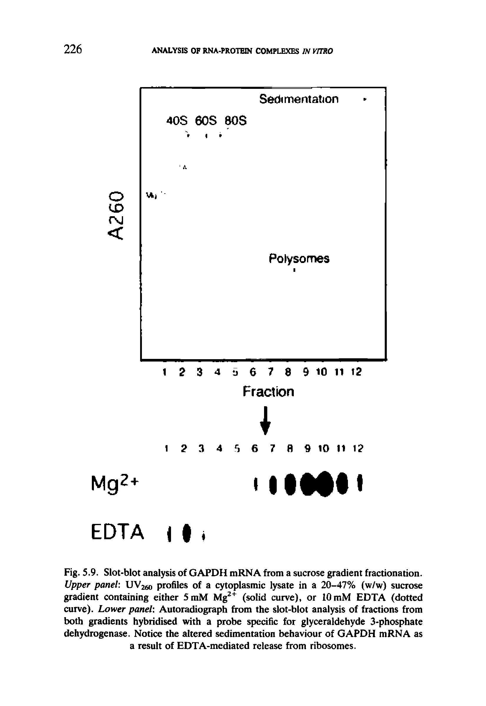 Fig. 5.9. Slot-blot analysis of GAPDH mRNA from a sucrose gradient fractionation. Upper panel UV26o profiles of a cytoplasmic lysate in a 20-47% (w/w) sucrose gradient containing either 5mM Mgz+ (solid curve), or 10 mM EDTA (dotted curve). Lower panel Autoradiograph from the slot-blot analysis of fractions from both gradients hybridised with a probe specific for glyceraldehyde 3-phosphate dehydrogenase. Notice the altered sedimentation behaviour of GAPDH mRNA as a result of EDTA-mediated release from ribosomes.