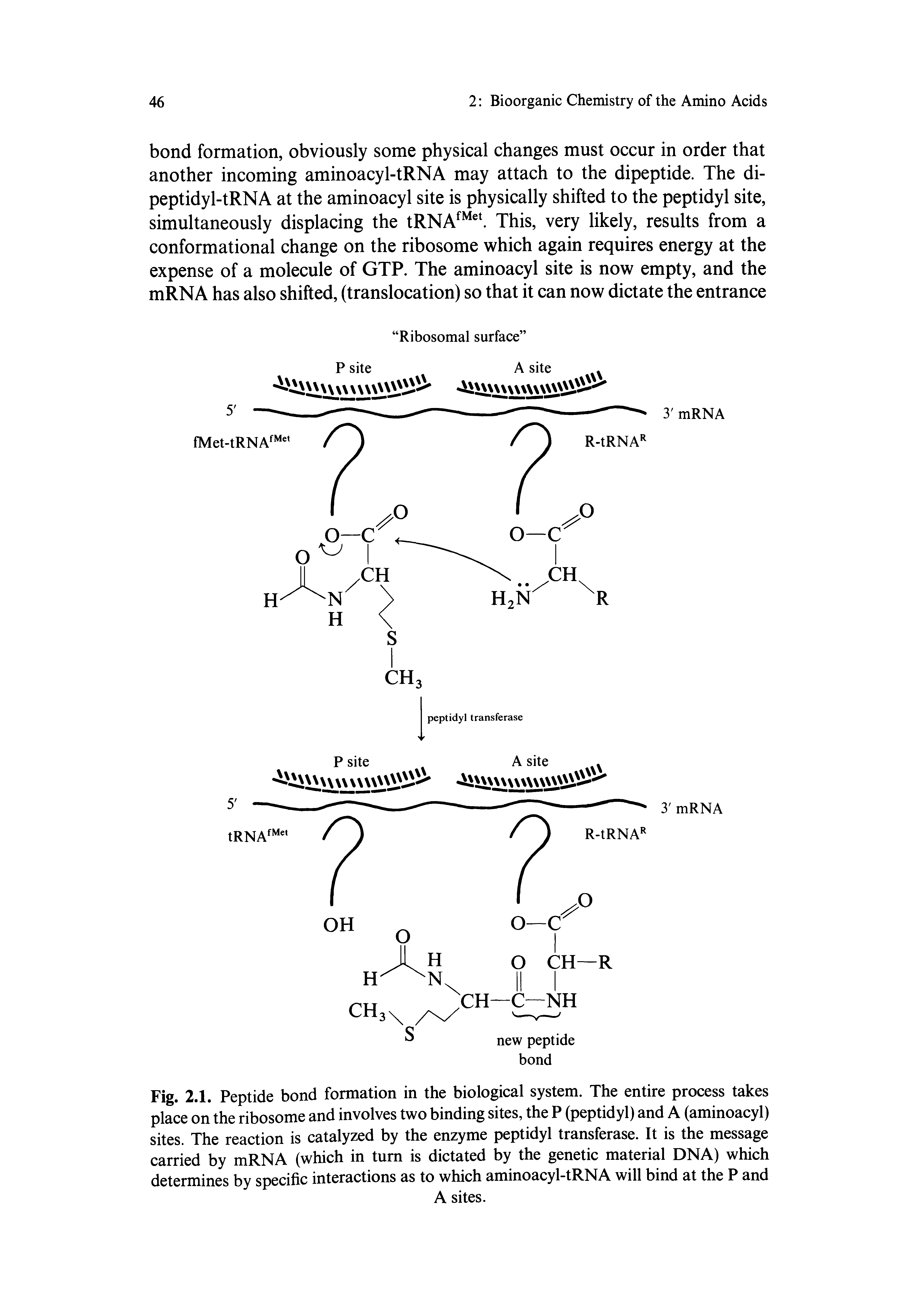Fig. 2.1. Peptide bond formation in the biological system. The entire process takes place on the ribosome and involves two binding sites, the P (peptidyl) and A (aminoacyl) sites. The reaction is catalyzed by the enzyme peptidyl transferase. It is the message carried by mRNA (which in turn is dictated by the genetic material DNA) which determines by specific interactions as to which aminoacyl-tRNA will bind at the P and...