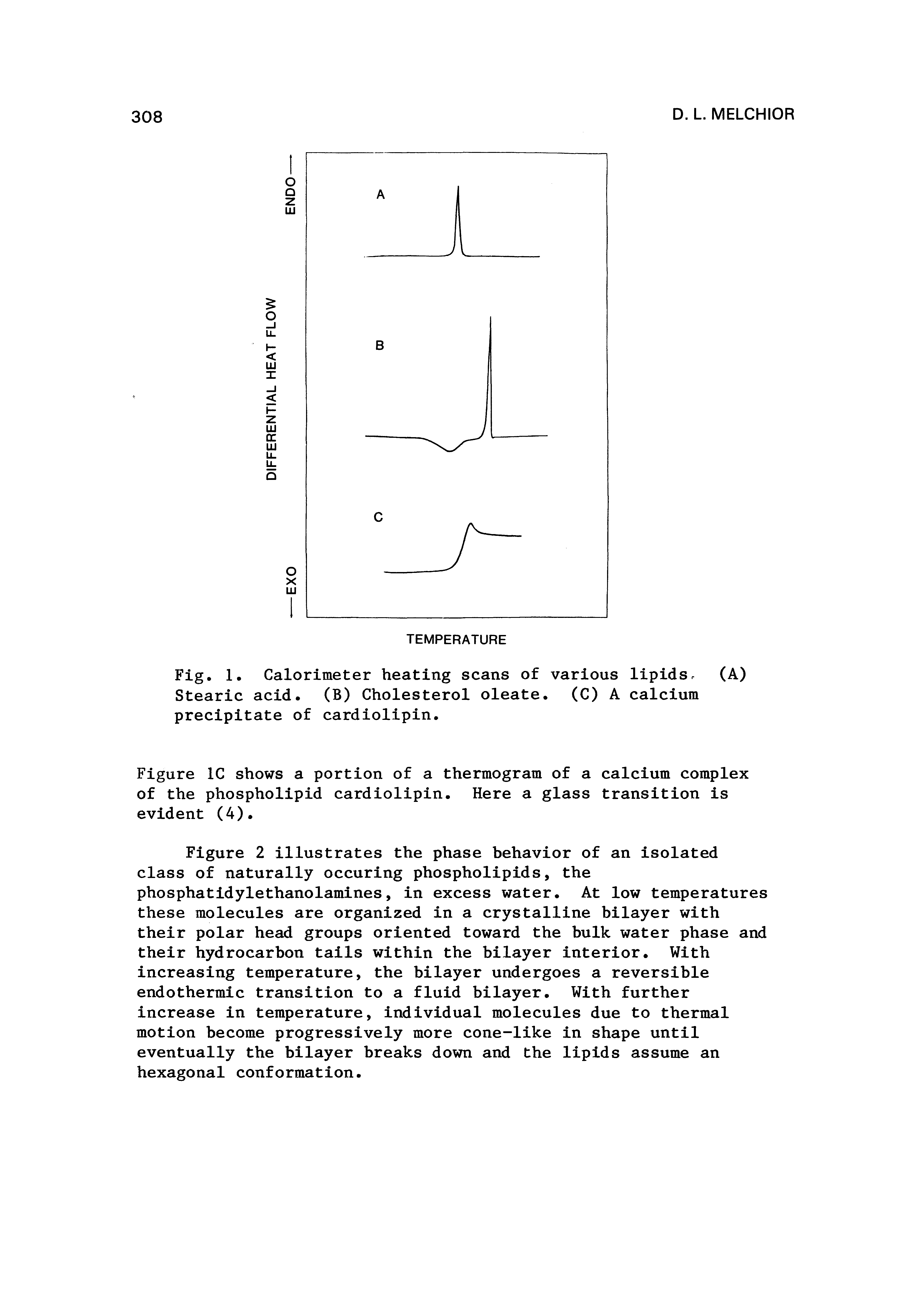 Fig. 1. Calorimeter heating scans of various lipidsr Stearic acid. (B) Cholesterol oleate. (C) A calcium precipitate of cardiolipin.