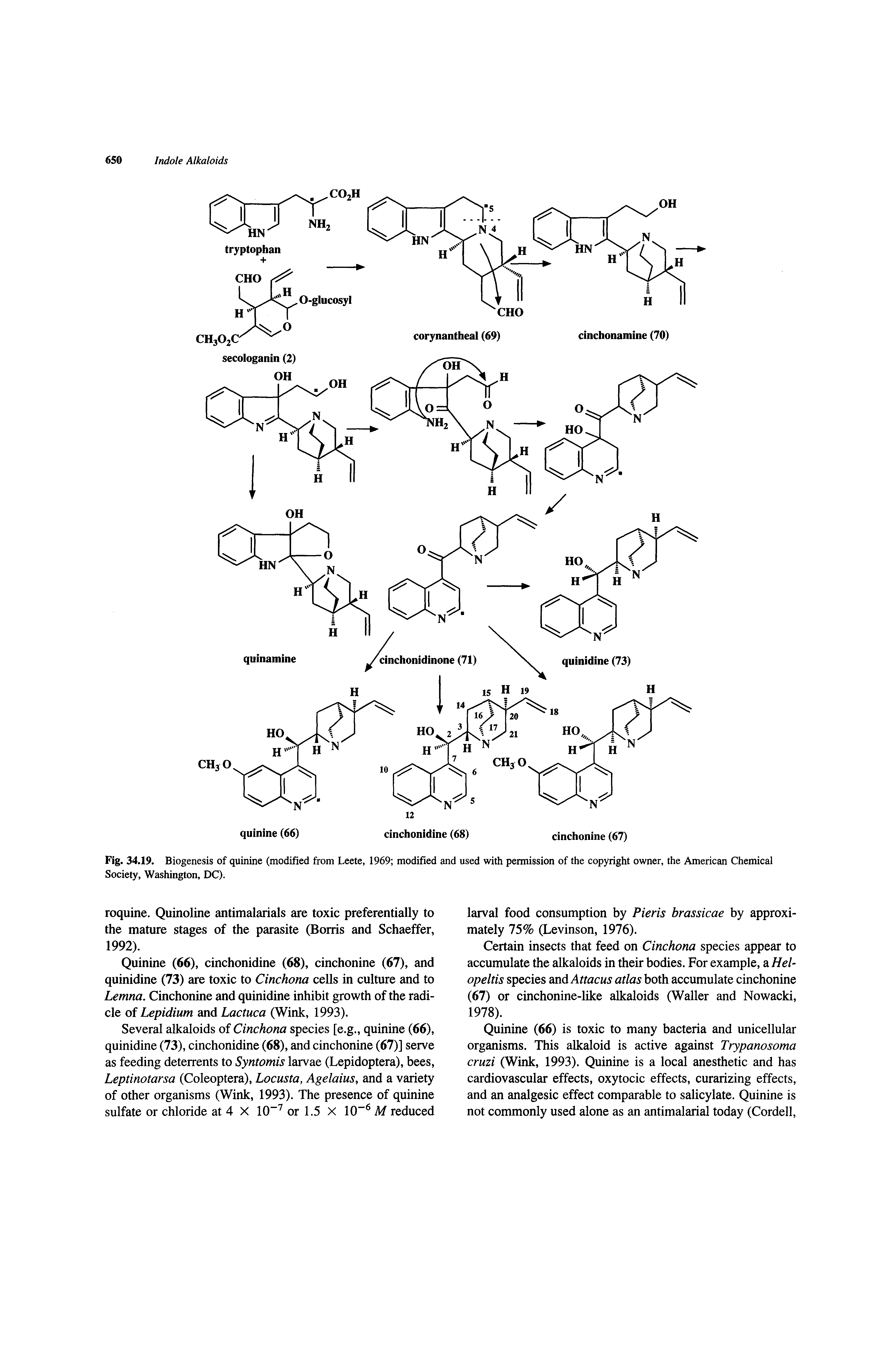 Fig. 34.19. Biogenesis of quinine (modified from Leete, 1969 modified and used with Society, Washington, DC).