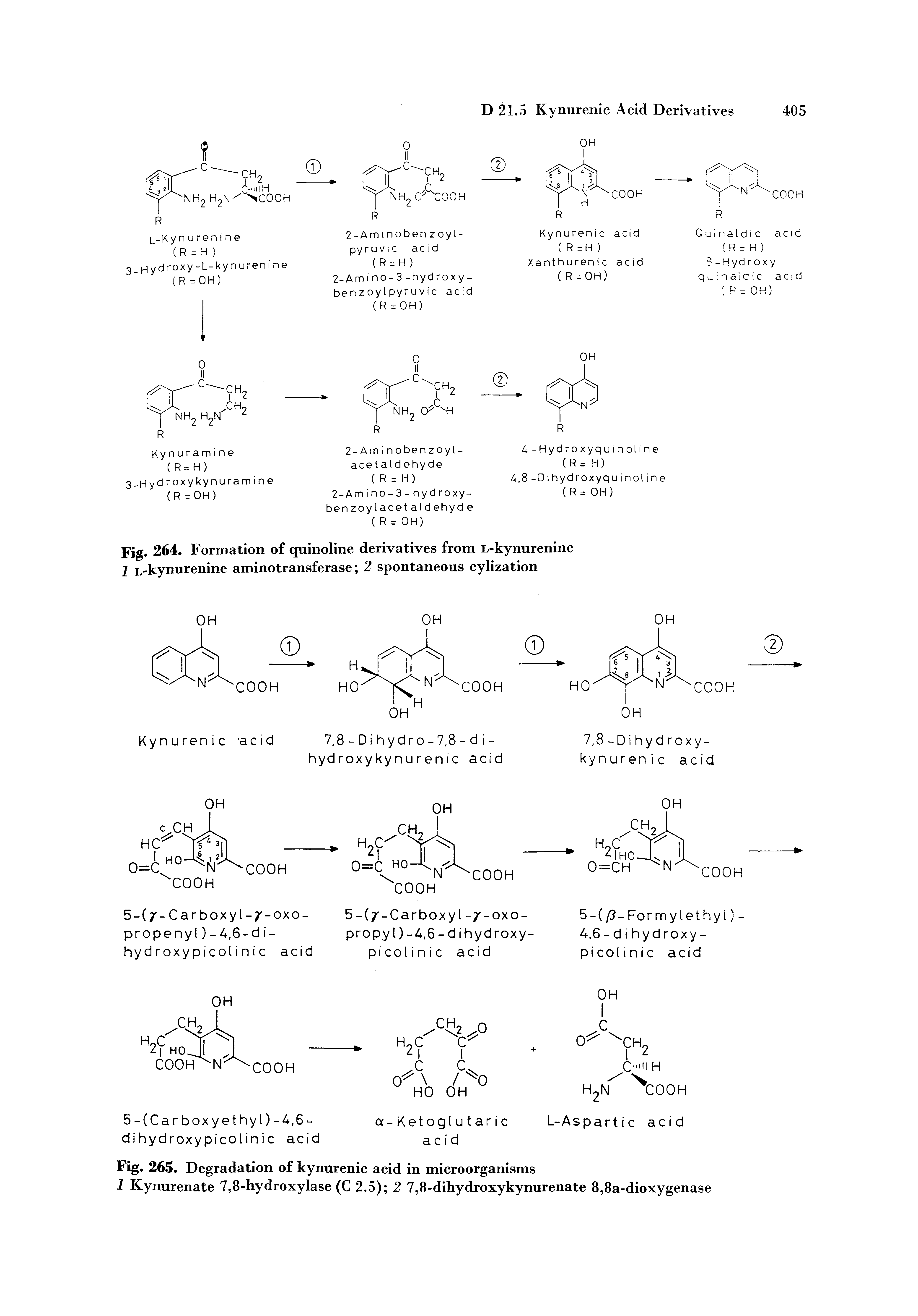 Fig. 264. Formation of quinoline derivatives from L-kynurenine 1 L-kynurenine aminotransferase 2 spontaneous cylization...