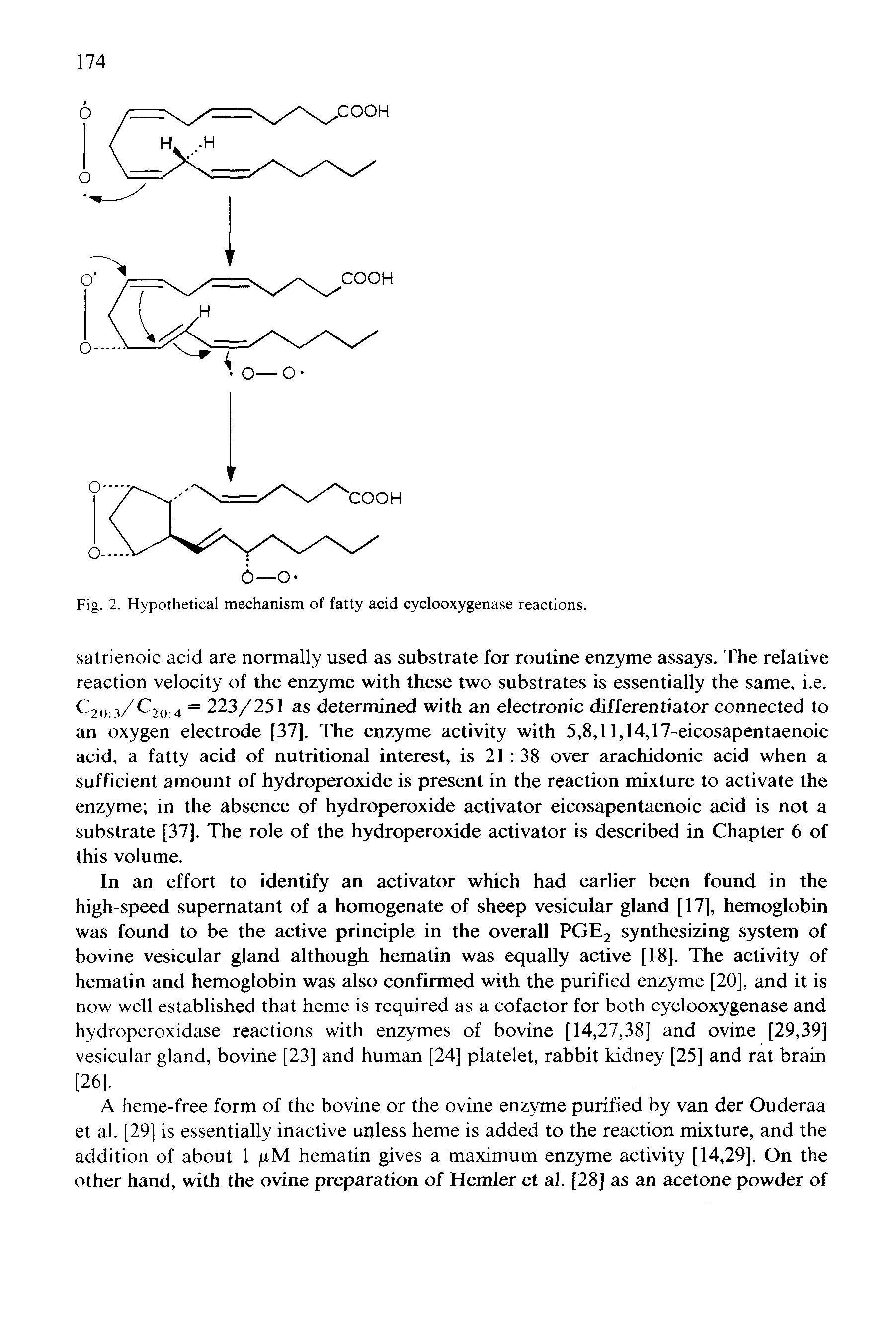 Fig. 2. Hypothetical mechanism of fatty acid cyclooxygenase reactions.