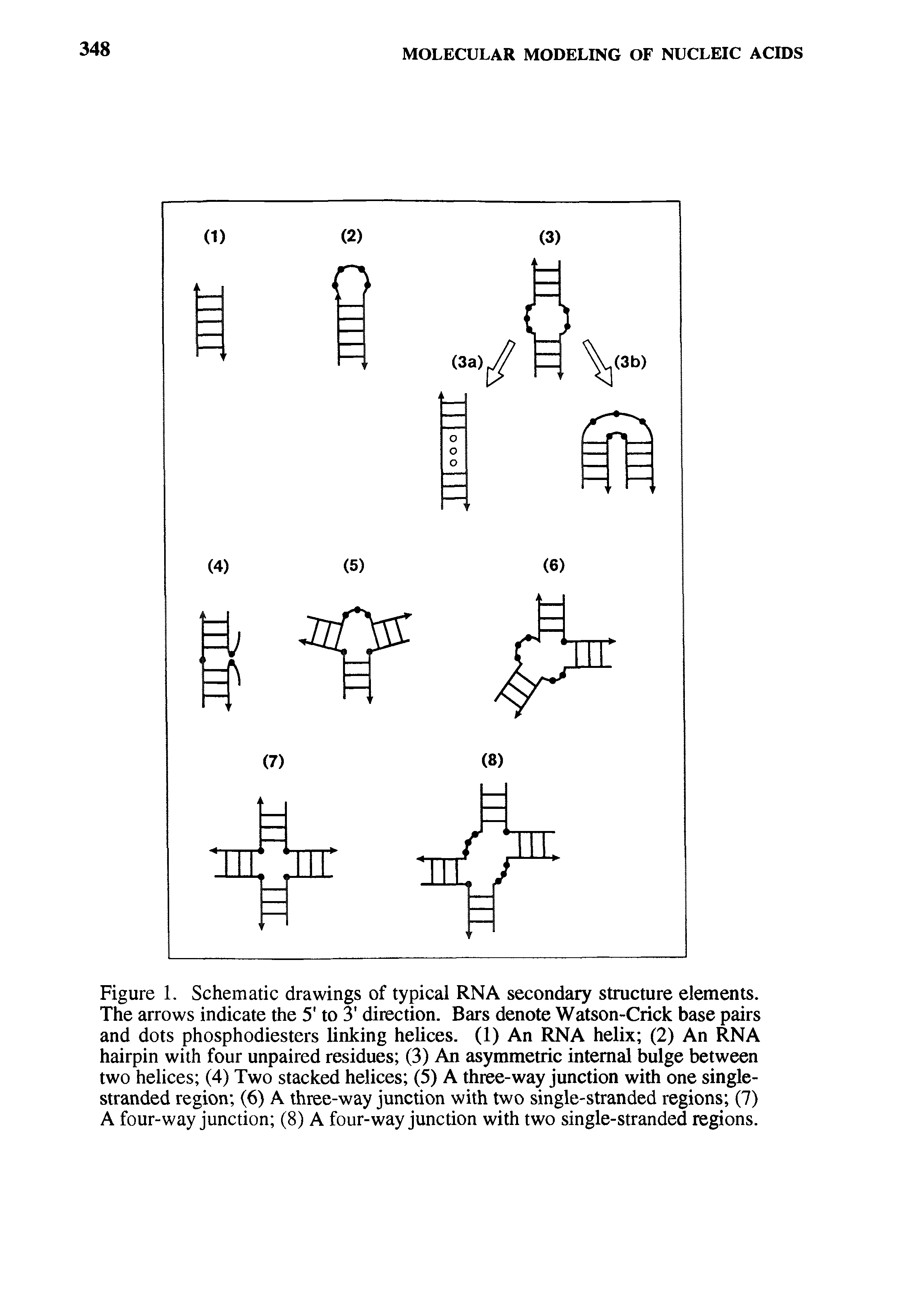 Figure 1. Schematic drawings of typical RNA secondary structure elements. The arrows indicate the 5 to 3 direction. Bars denote Watson-Crick base pairs and dots phosphodiesters linking helices. (1) An RNA helix (2) An RNA hairpin with four unpaired residues (3) An asymmetric internal bidge between two helices (4) Two stacked helices (5) A three-way junction with one single-stranded region (6) A three-way junction with two single-stranded regions (7) A four-way junction (8) A four-way junction with two single-stranded regions.