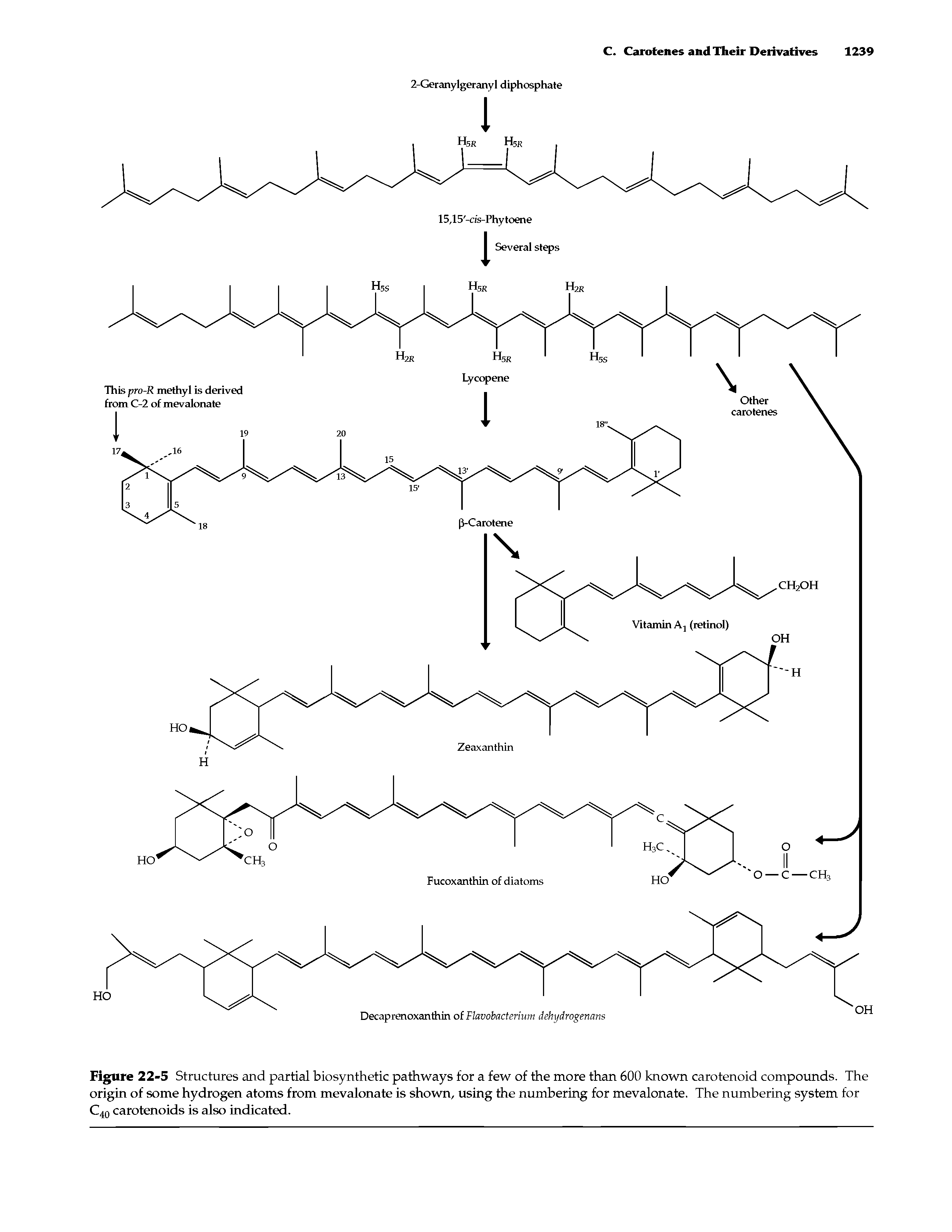 Figure 22-5 Structures and partial biosynthetic pathways for a few of the more than 600 known carotenoid compounds. The origin of some hydrogen atoms from mevalonate is shown, using the numbering for mevalonate. The numbering system for C40 carotenoids is also indicated.