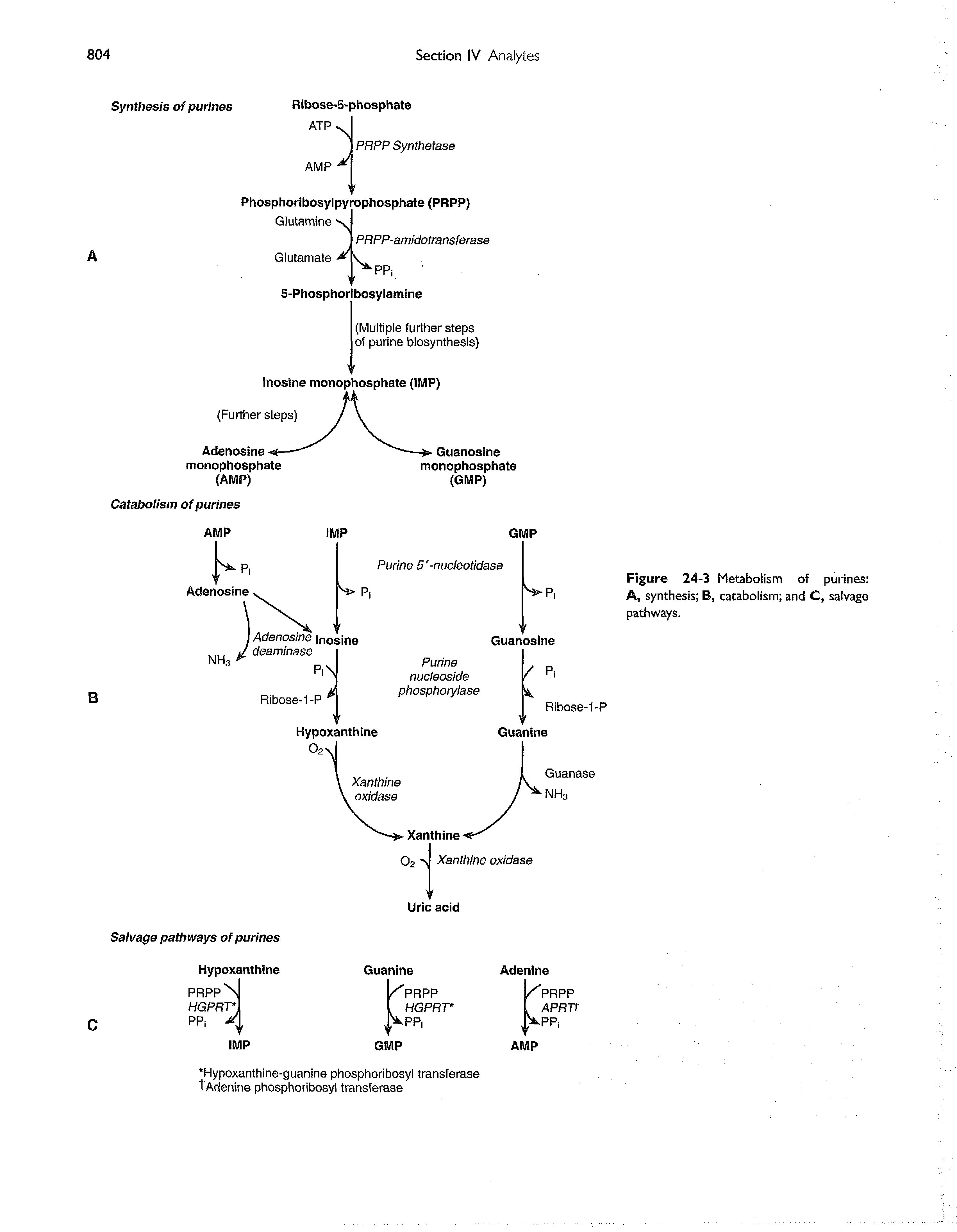 Figure 24-3 Metabolism of purines A, synthesis B, catabolism and C, salvage pathways.