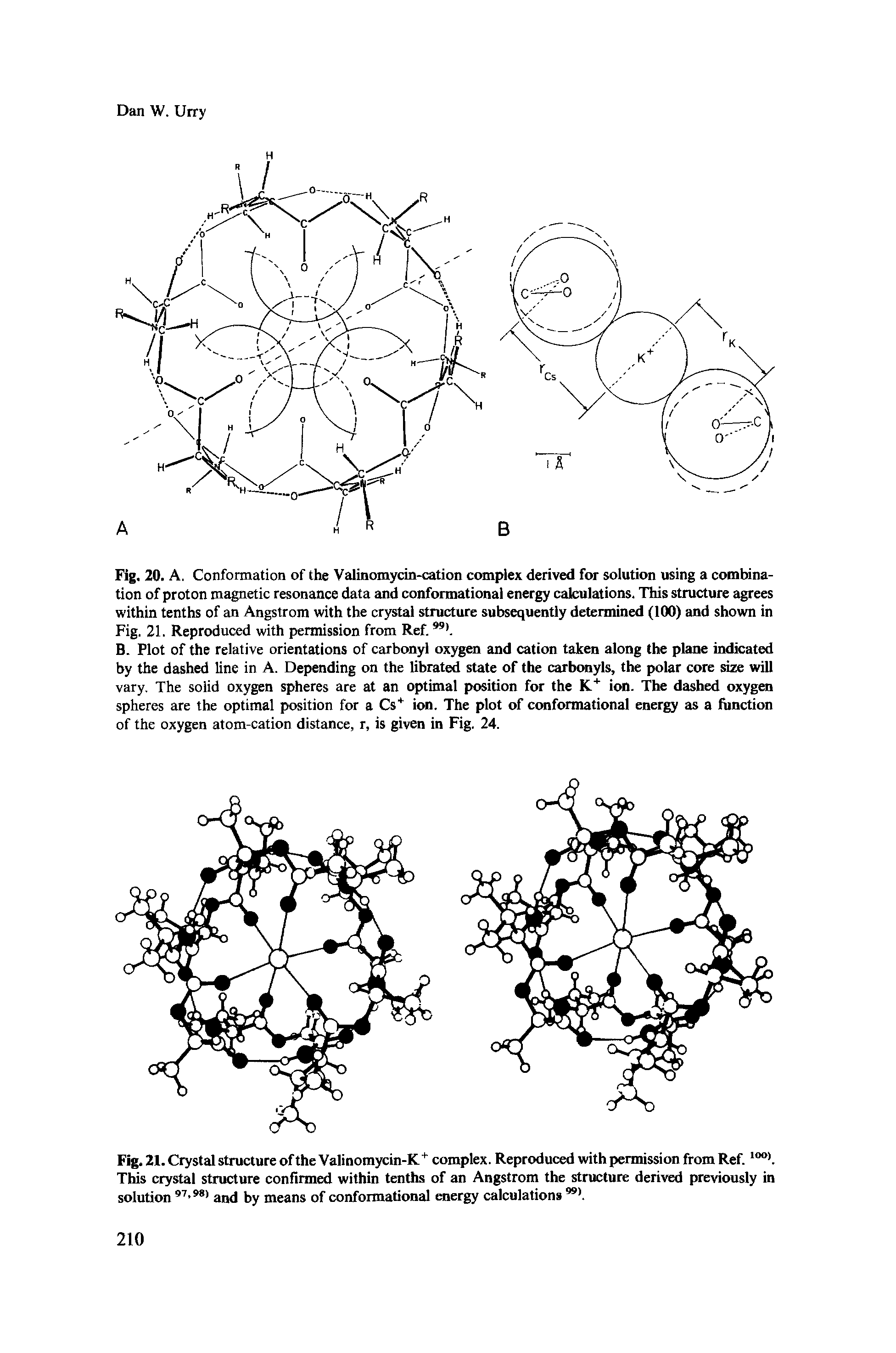 Fig. 20. A. Conformation of the Valinomycin-cation complex derived for solution using a combination of proton magnetic resonance data and conformational energy calculations. This structure agrees within tenths of an Angstrom with the crystal structure subsequently determined (100) and shown in Fig. 21. Reproduced with permission from Ref.99).