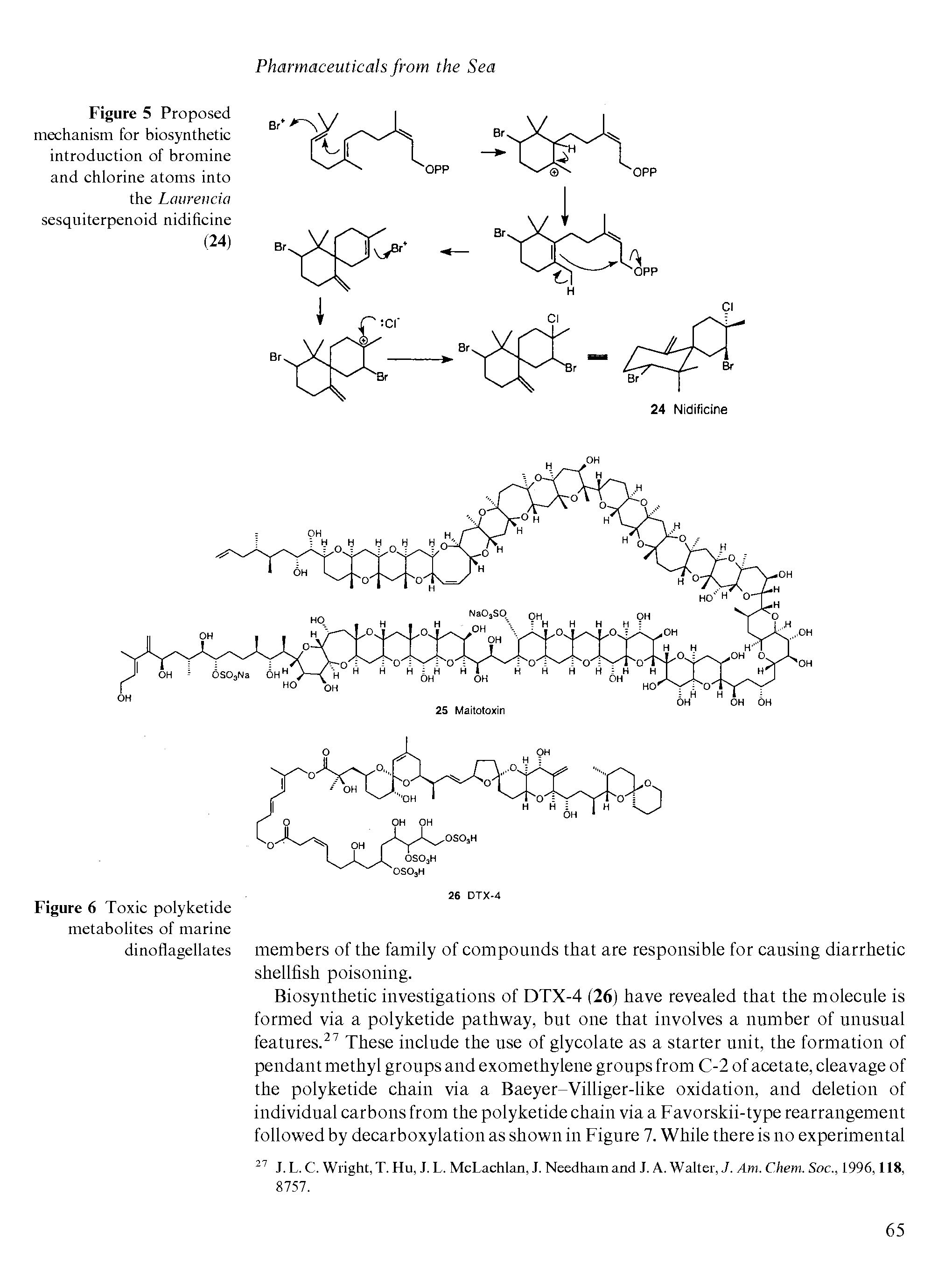 Figure 5 Proposed mechanism for biosynthetie introduetion of bromine and ehlorine atoms into the Lcmrencia sesquiterpenoid nidifieine (24)...