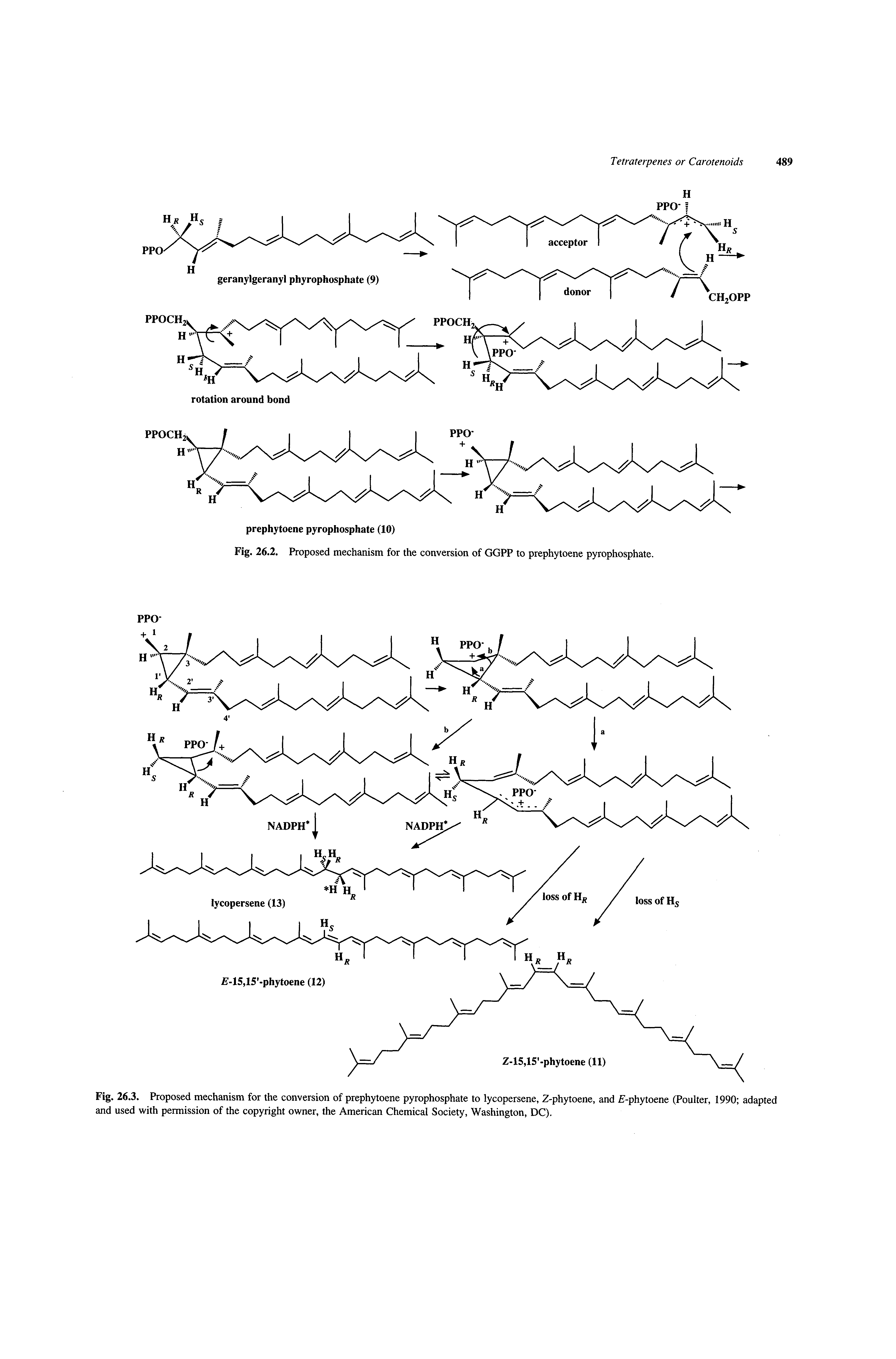Fig. 26.3. Proposed mechanism for the conversion of prephytoene pyrophosphate to lycopersene, Z-phytoene, and -phytoene (Poulter, 1990 adapted and used with permission of the copyright owner, the American Chemical Society, Washington, DC).
