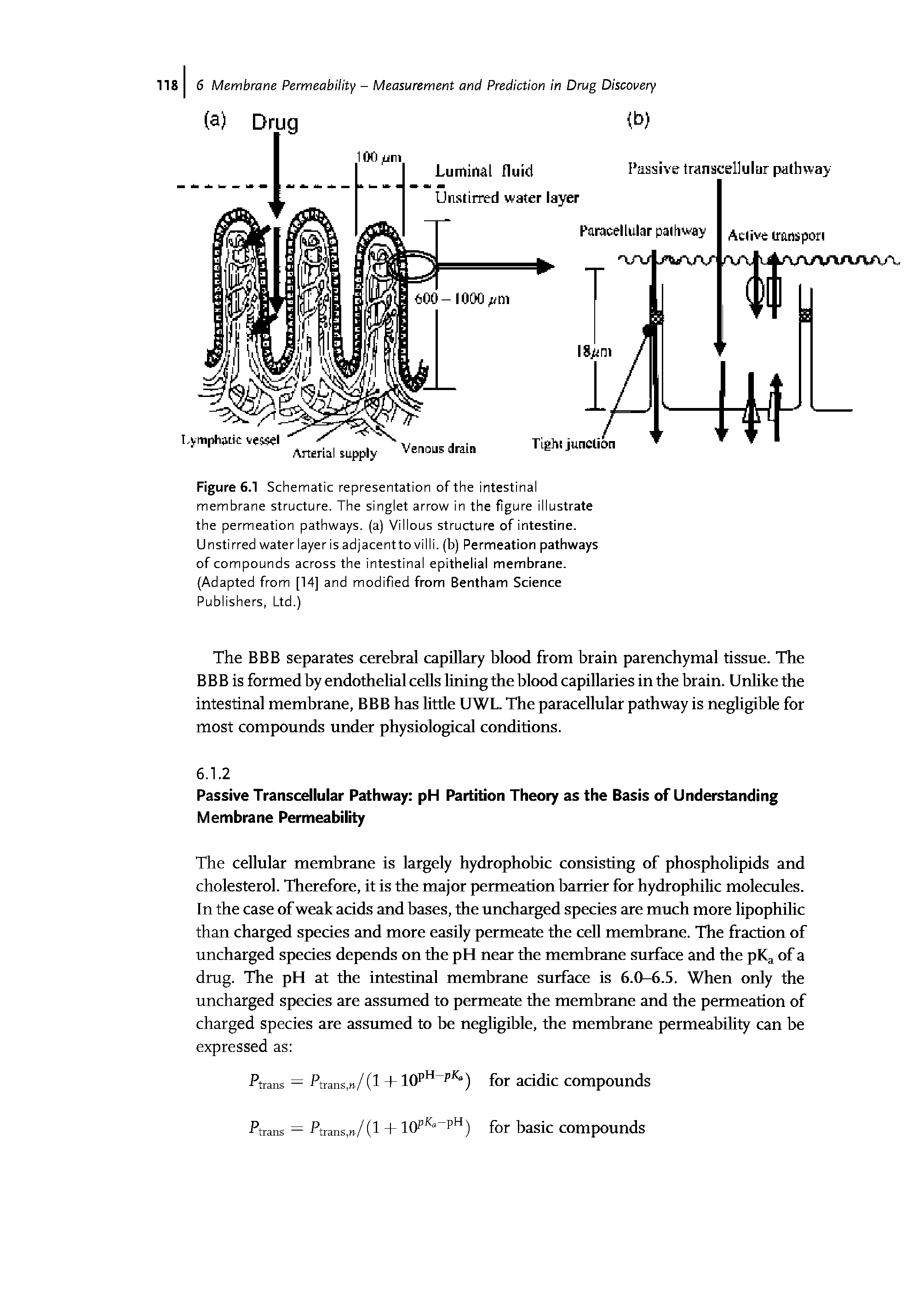 Figure 6.1 Schematic representation of the intestinal membrane structure. The singlet arrow in the figure illustrate the permeation pathways, (a) Villous structure of intestine. Unstirred water layer is adjacentto villi, (b) Permeation pathways of compounds across the intestinal epithelial membrane. (Adapted from [14] and modified from Bentham Science Publishers, Ltd.)...