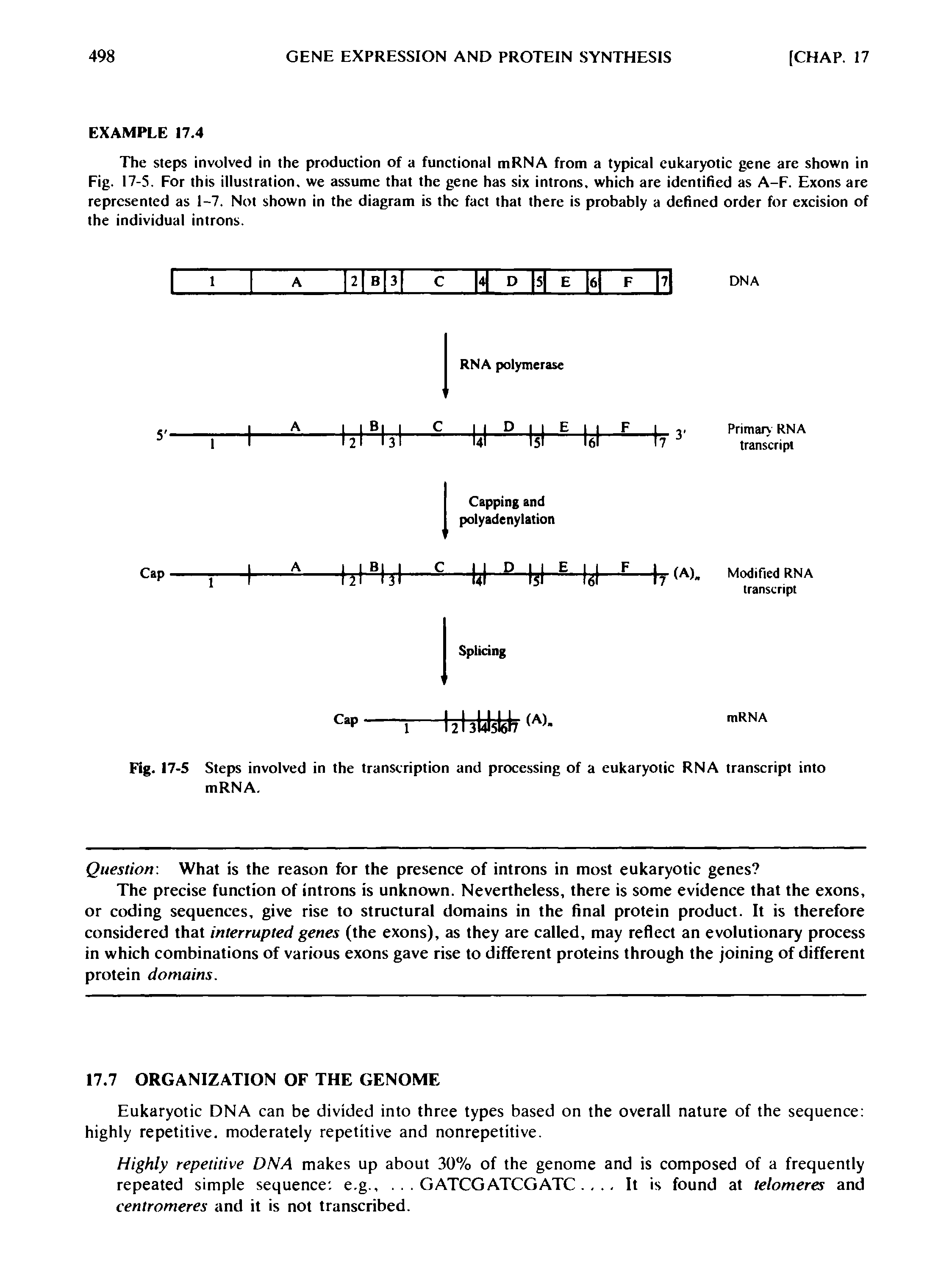 Fig. 17-5 Steps involved in the transcription and processing of a eukaryotic RNA transcript into mRNA.