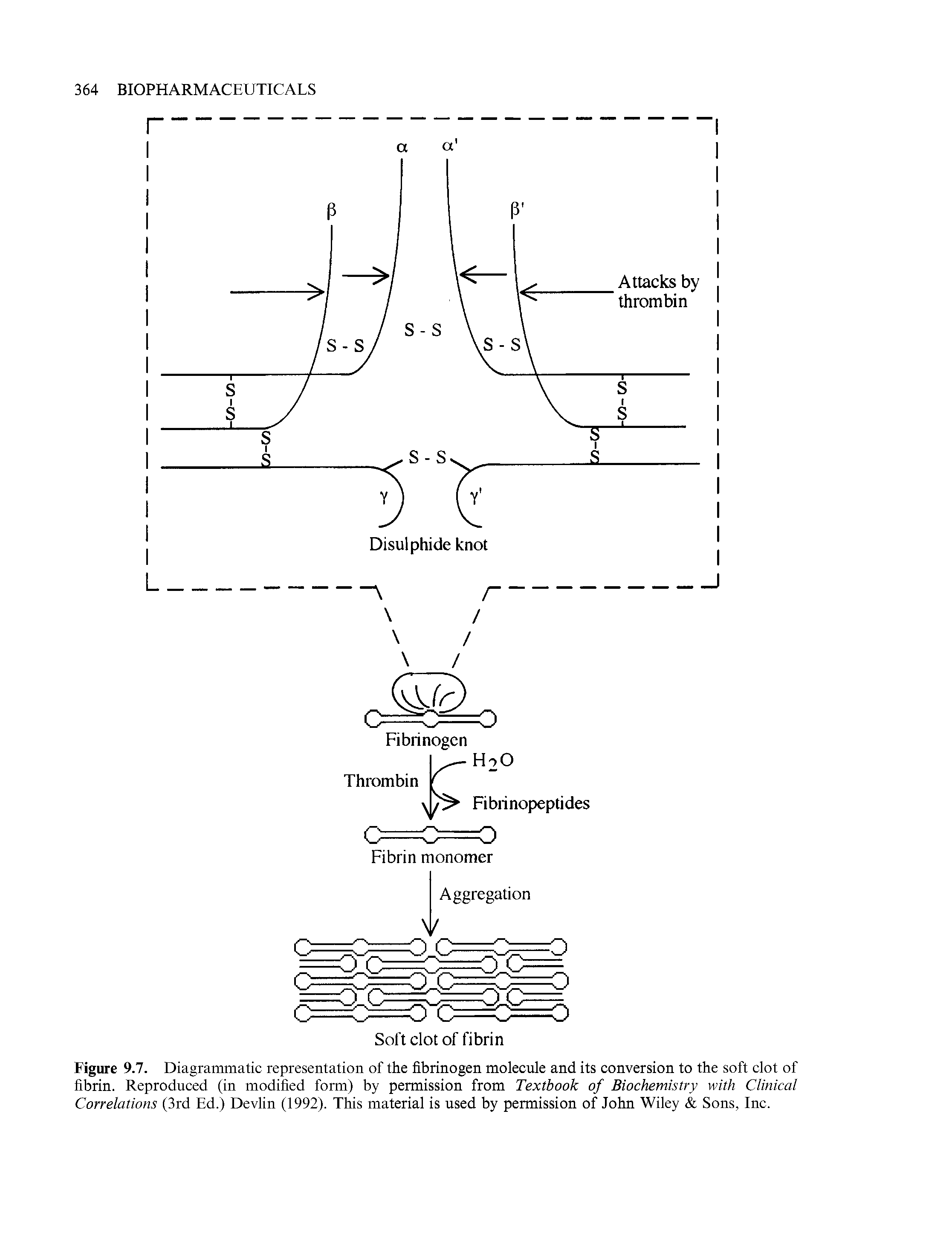 Figure 9.7. Diagrammatic representation of the fibrinogen molecule and its conversion to the soft clot of fibrin. Reproduced (in modified form) by permission from Textbook of Biochemistry with Clinical Correlations (3rd Ed.) Devlin (1992). This material is used by permission of John Wiley Sons, Inc.