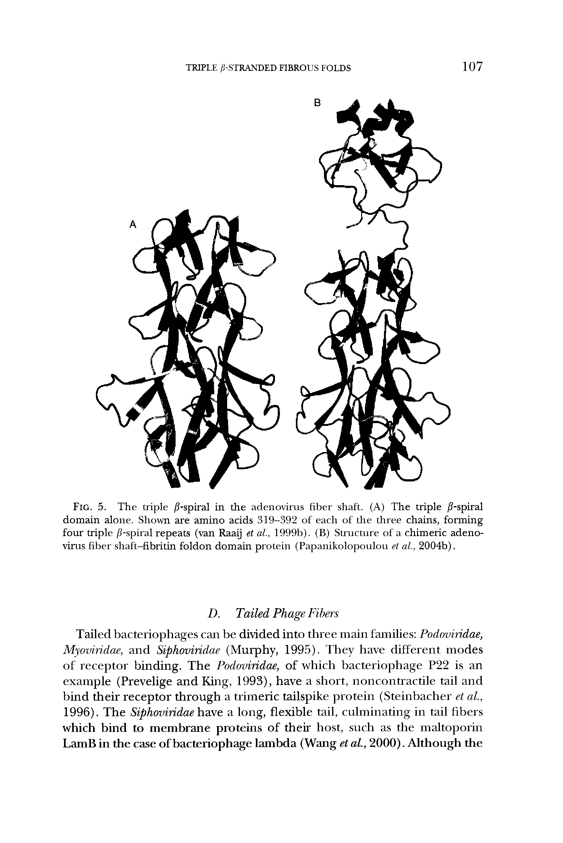 Fig. 5. The triple //-spiral in the adenovirus fiber shaft. (A) The triple //-spiral domain alone. Shown are amino acids 319-392 of each of the three chains, forming four triple /1-spiral repeats (van Raaij et al, 1999b). (B) Structure of a chimeric adenovirus fiber shaft-fibritin foldon domain protein (Papanikolopoulou et al, 2004b).