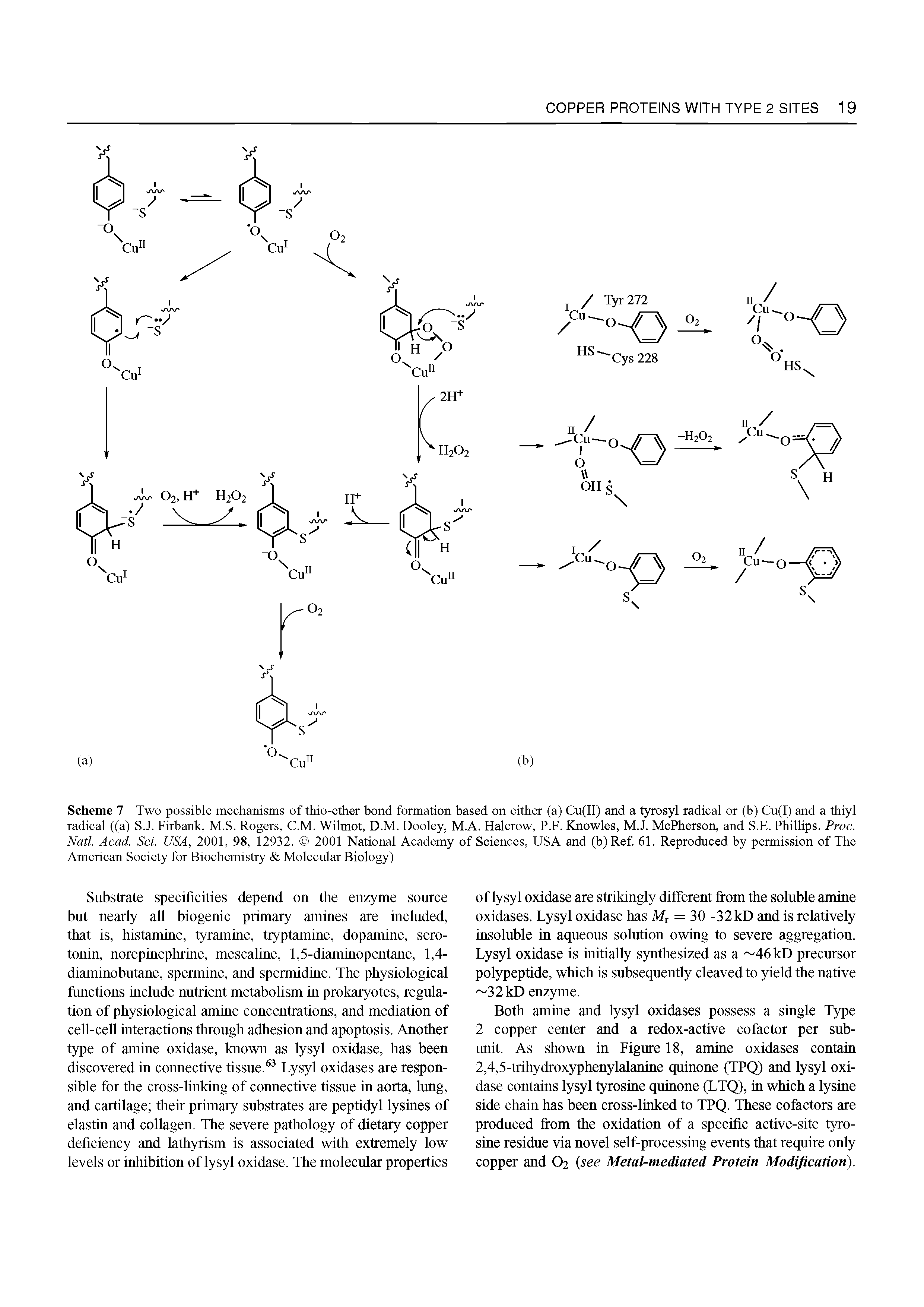Scheme 7 Two possible mechanisms of thio-ether bond formation based on either (a) Cu(II) and a tyrosyl radical or (b) Cu(l) and a thiyl radical ((a) S.J. Firbank, M.S. Rogers, C.M. Wilmot, D.M. Dooley, M.A. Halcrow, P.F. Knowles, M.J. McPherson, and S.E. Phillips. Proc. Natl. Acad. Sci. USA, 2001, 98, 12932. 2001 National Academy of Sciences, USA and (b) Ref. 61. Reproduced by permission of The American Society for Biochemistry Molecular Biology)...