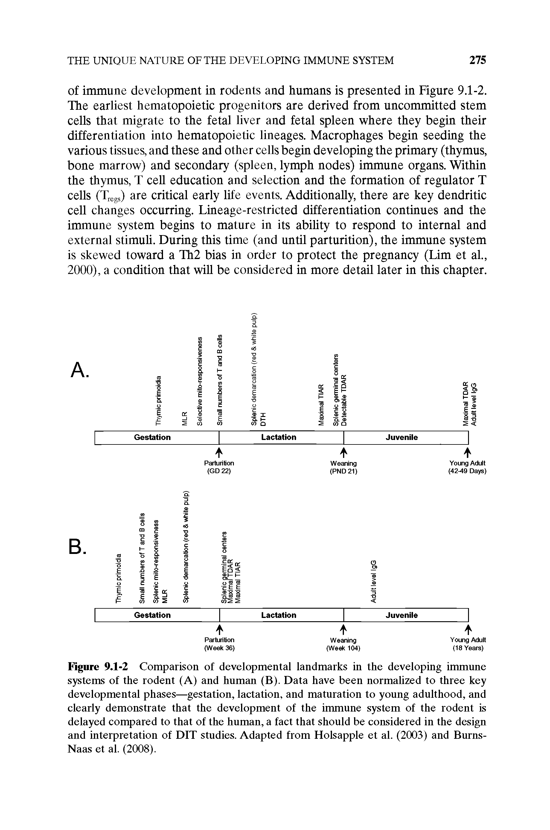 Figure 9.1-2 Comparison of developmental landmarks in the developing irnmime systems of the rodent (A) and human (B). Data have been normahzed to three key developmental phases—gestation, lactation, and maturation to young adulthood, and clearly demonstrate that the development of the immune system of the rodent is delayed compared to that of the human, a fact that should be considered in the design and interpretation of DIT studies. Adapted from Holsapple et al. (2003) and Birrns-Naas et al. (2008).