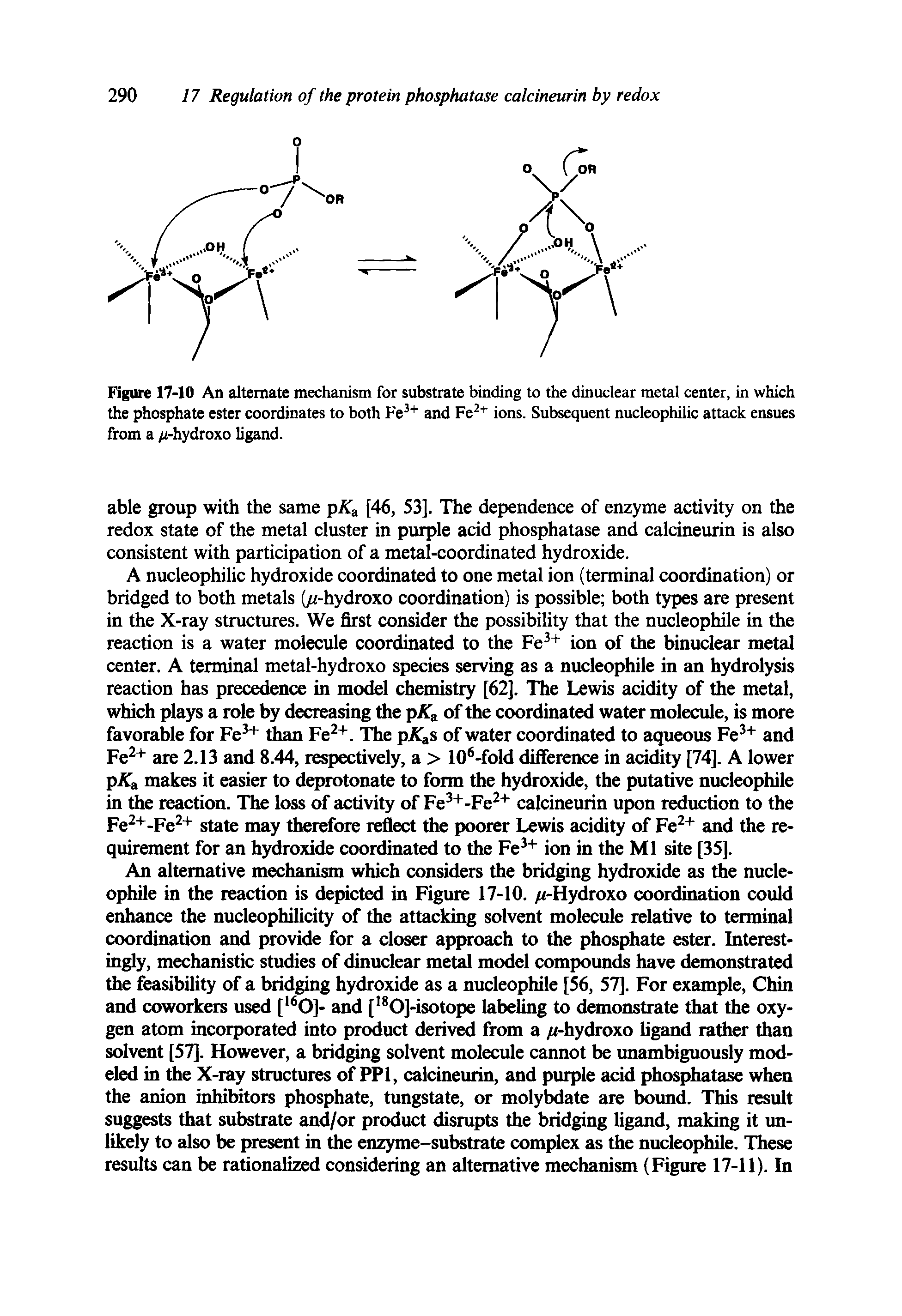 Figure 17-10 An alternate mechanism for substrate binding to the dinuclear metal center, in which the phosphate ester coordinates to both Fe and Fe ions. Subsequent nucleophilic attack ensues from a /i-hydroxo ligand.