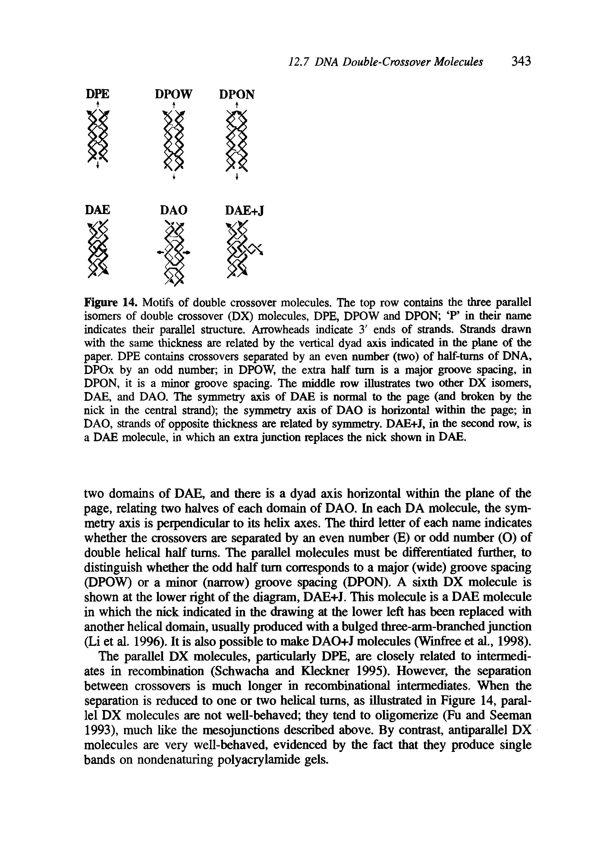 Figure 14. Motifs of double crossover molecules. The top row contains the three parallel isomers of double crossover (DX) molecules, DPE, DPOW and DPON P in their name indicates their parallel structure. Arrowheads indicate 3 ends of strands. Strands drawn with the same thickness are related by the vertical dyad axis indicated in the plane of the paper. DPE contains crossovers separated by an even number (two) of half-turns of DNA, DPOx by an odd number in DPOW, the extra half turn is a major groove spacing, in DPON, it is a minor groove spacing. The middle row illustrates two other DX isomers, DAE, and DAO. The symmetry axis of DAE is normal to the page (and broken by the nick in the central strand) the symmetry axis of DAO is horizontal within the page in DAO, strands of opposite thickness are related by symmetry. DAE+J, in the second row, is a DAE molecule, in which an extra junction replaces the nick shown in DAE.