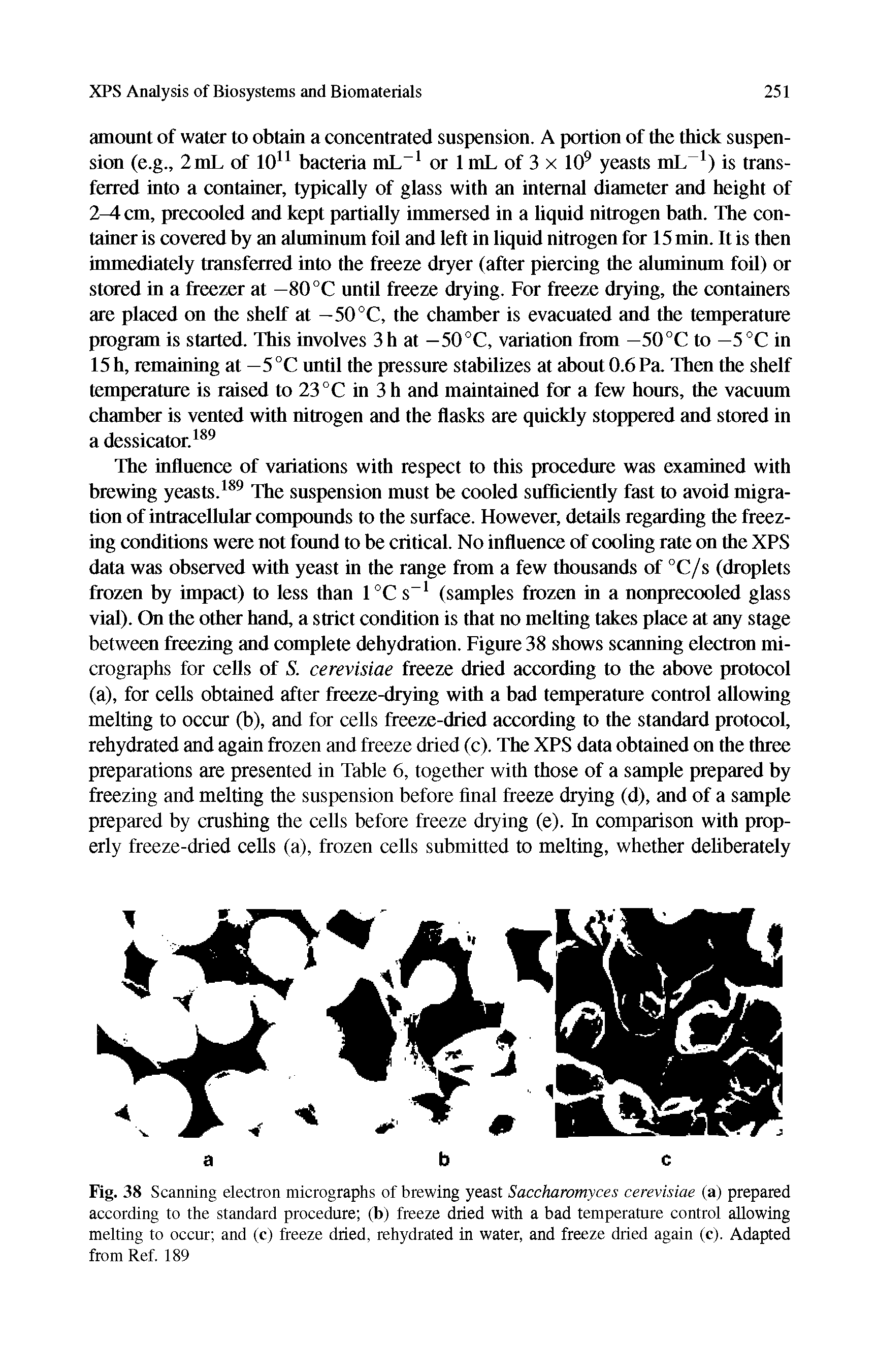 Fig. 38 Scanning electron micrographs of brewing yeast Saccharomyces cerevisiae (a) prepared according to the standard procedure (b) freeze dried with a bad temperature control aUowing melting to occur and (c) freeze dried, rehydrated in water, and freeze dried again (c). Adapted from Ref 189...