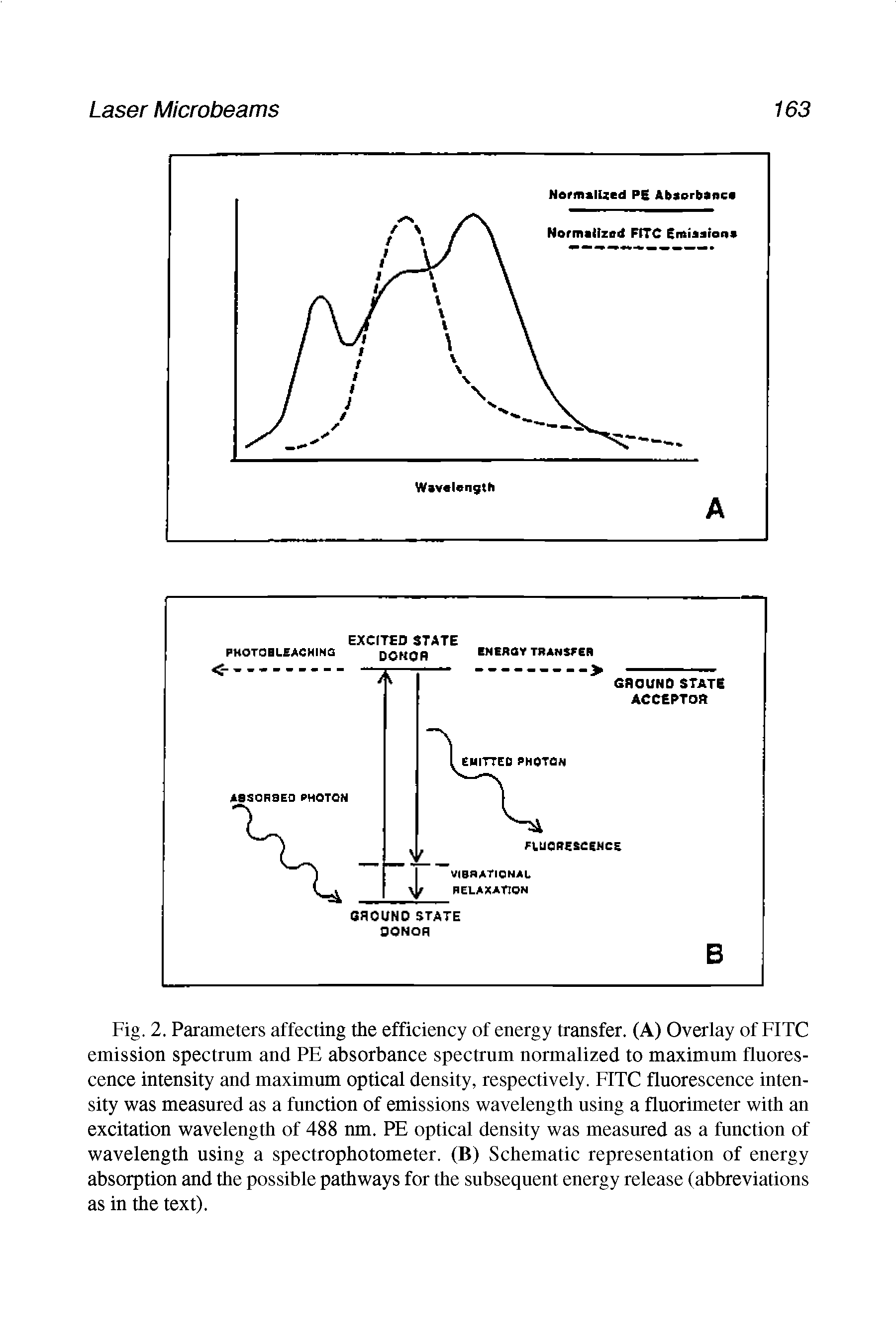 Fig. 2. Parameters affecting the efficiency of energy transfer. (A) Overlay of FITC emission spectrum and PE absorbance spectrum normalized to maximum fluorescence intensity and maximum optical density, respectively. FITC fluorescence intensity was measured as a function of emissions wavelength using a fluorimeter with an excitation wavelength of 488 nm. PE optical density was measured as a function of wavelength using a spectrophotometer. (B) Schematic representation of energy absorption and the possible pathways for the subsequent energy release (abbreviations as in the text).