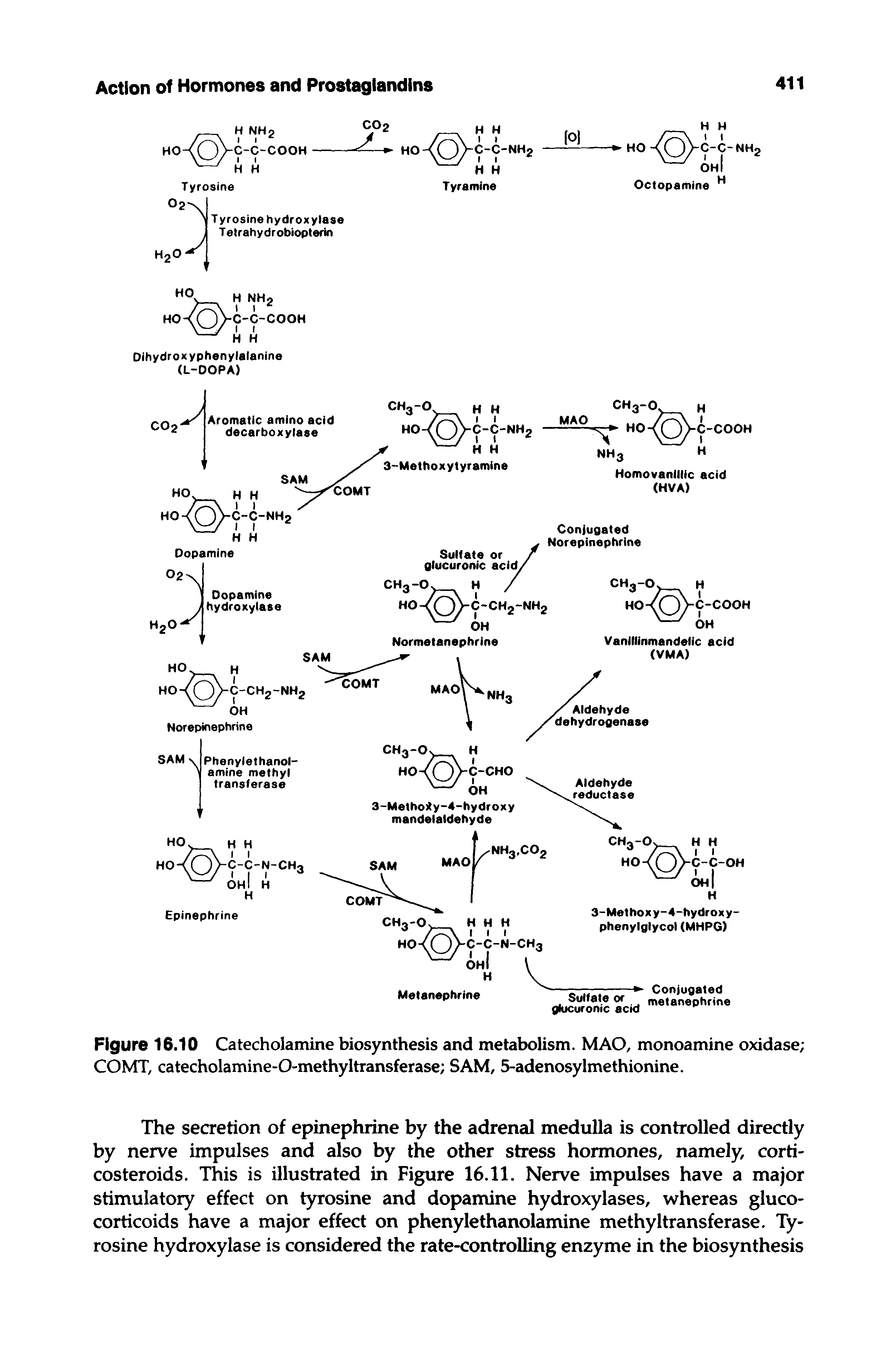 Figure 16.10 Catecholamine biosynthesis and metabolism. MAO, monoamine oxidase COMT, catecholamine-O-methyltransferase SAM, 5-adenosylmethionine.
