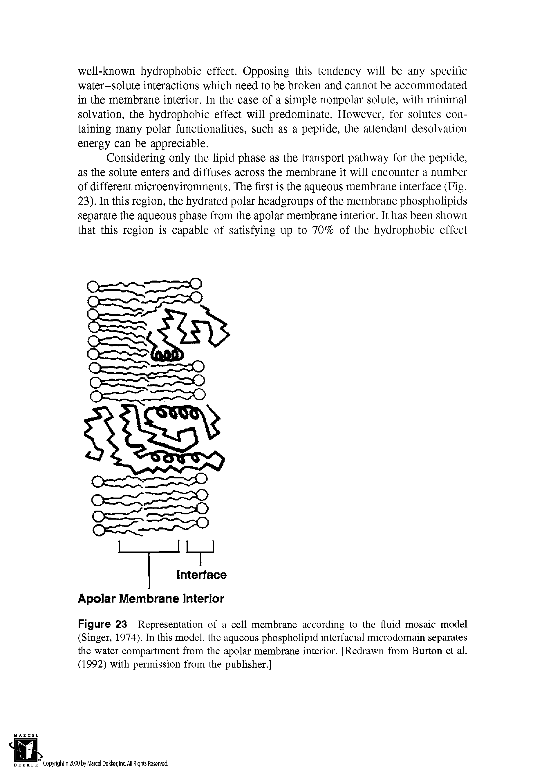 Figure 23 Representation of a cell membrane according to the fluid mosaic model (Singer, 1974). In this model, the aqueous phospholipid interfacial microdomain separates the water compartment from the apolar membrane interior. [Redrawn from Burton et al. (1992) with permission from the publisher.]...