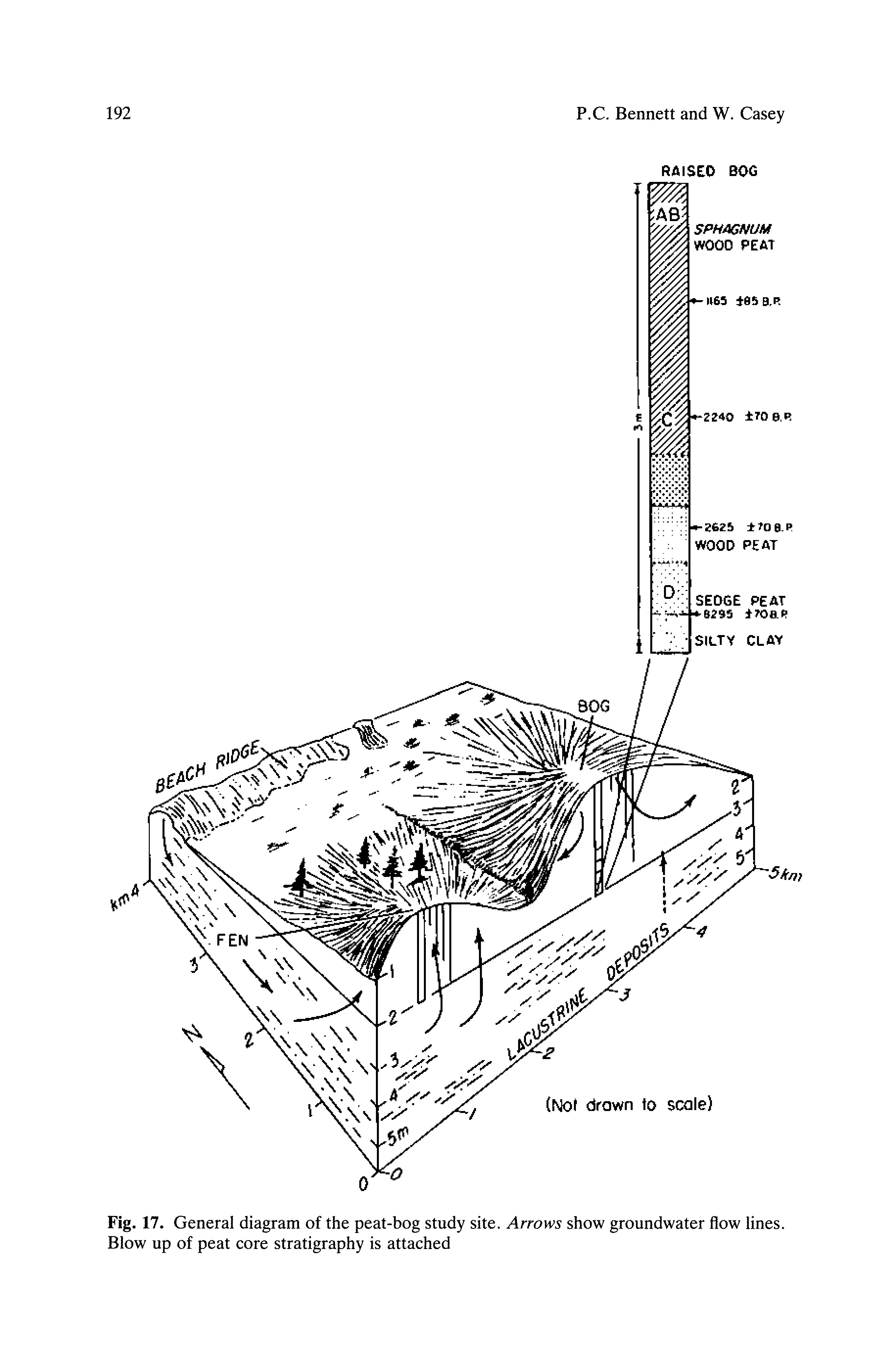 Fig. 17. General diagram of the peat-bog study site. Arrows show groundwater flow lines. Blow up of peat core stratigraphy is attached...