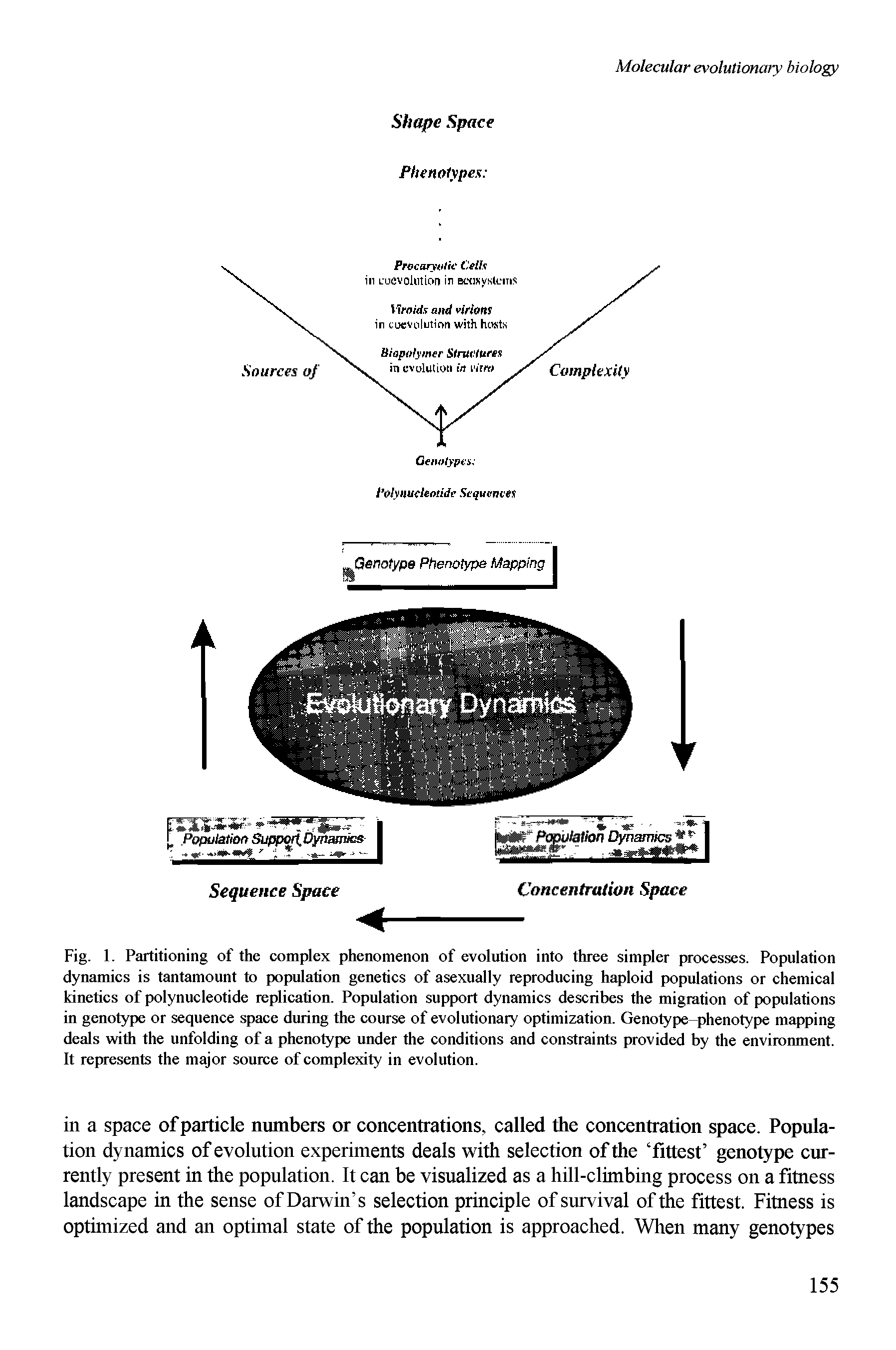 Fig. 1. Partitioning of the complex phenomenon of evolution into three simpler processes. Population dynamics is tantamount to population genetics of asexually reproducing haploid populations or chemical kinetics of polynucleotide replication. Population support dynamics describes the migration of populations in genotype or sequence space during the course of evolutionary optimization. Genotype-phenotype mapping deals with the unfolding of a phenotype under the conditions and constraints provided by the environment. It represents the major source of complexity in evolution.