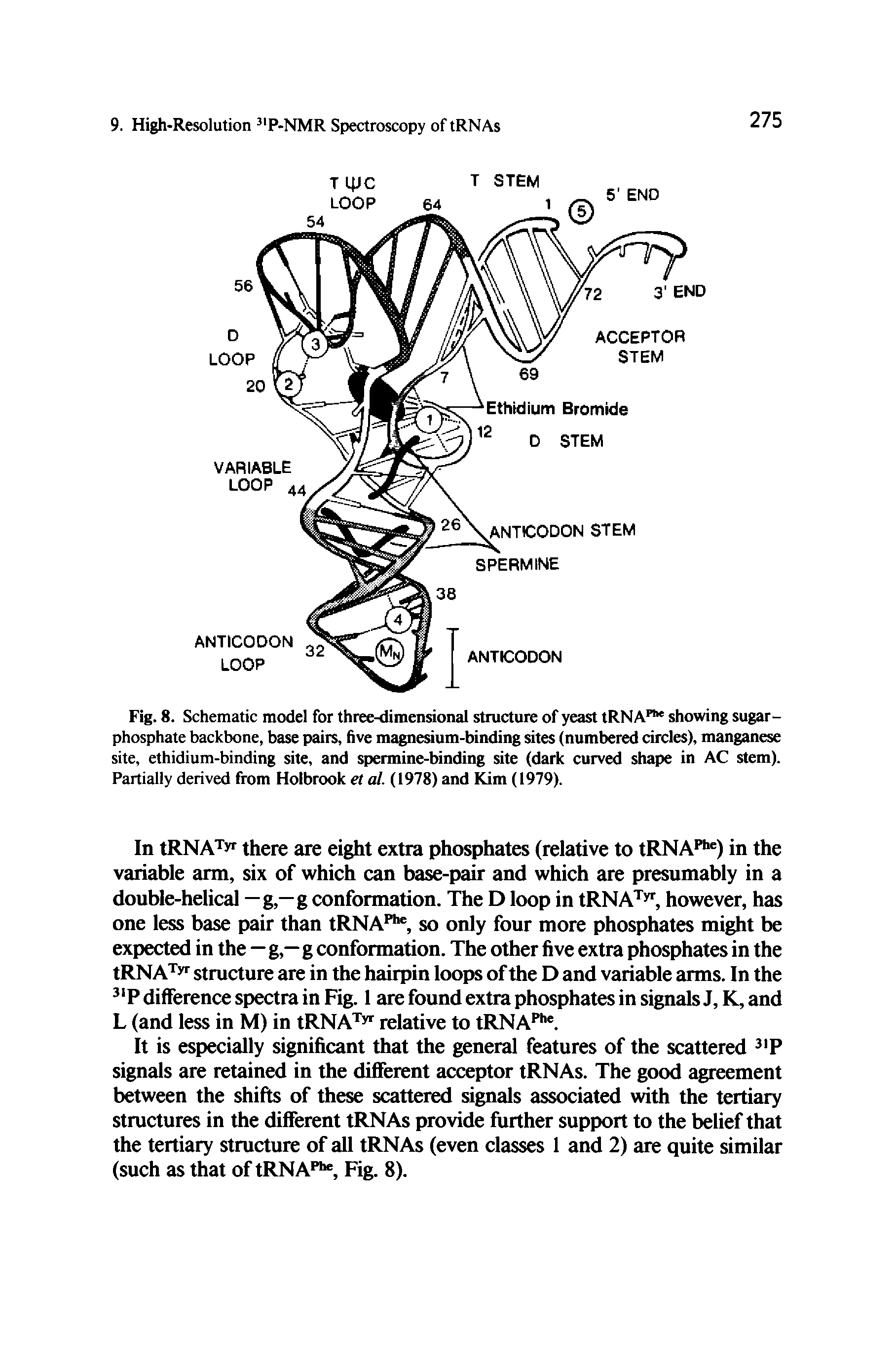 Fig. 8. Schematic model for three-dimensional structure of yeast tRNA" showing sugar-phosphate backbone, base pairs, five magnesium-binding sites (numbered circles), manganese site, ethidium-binding site, and spermine-binding site (dark curved shape in AC stem). Partially derived from Holbrook et al. (1978) and Kim (1979).