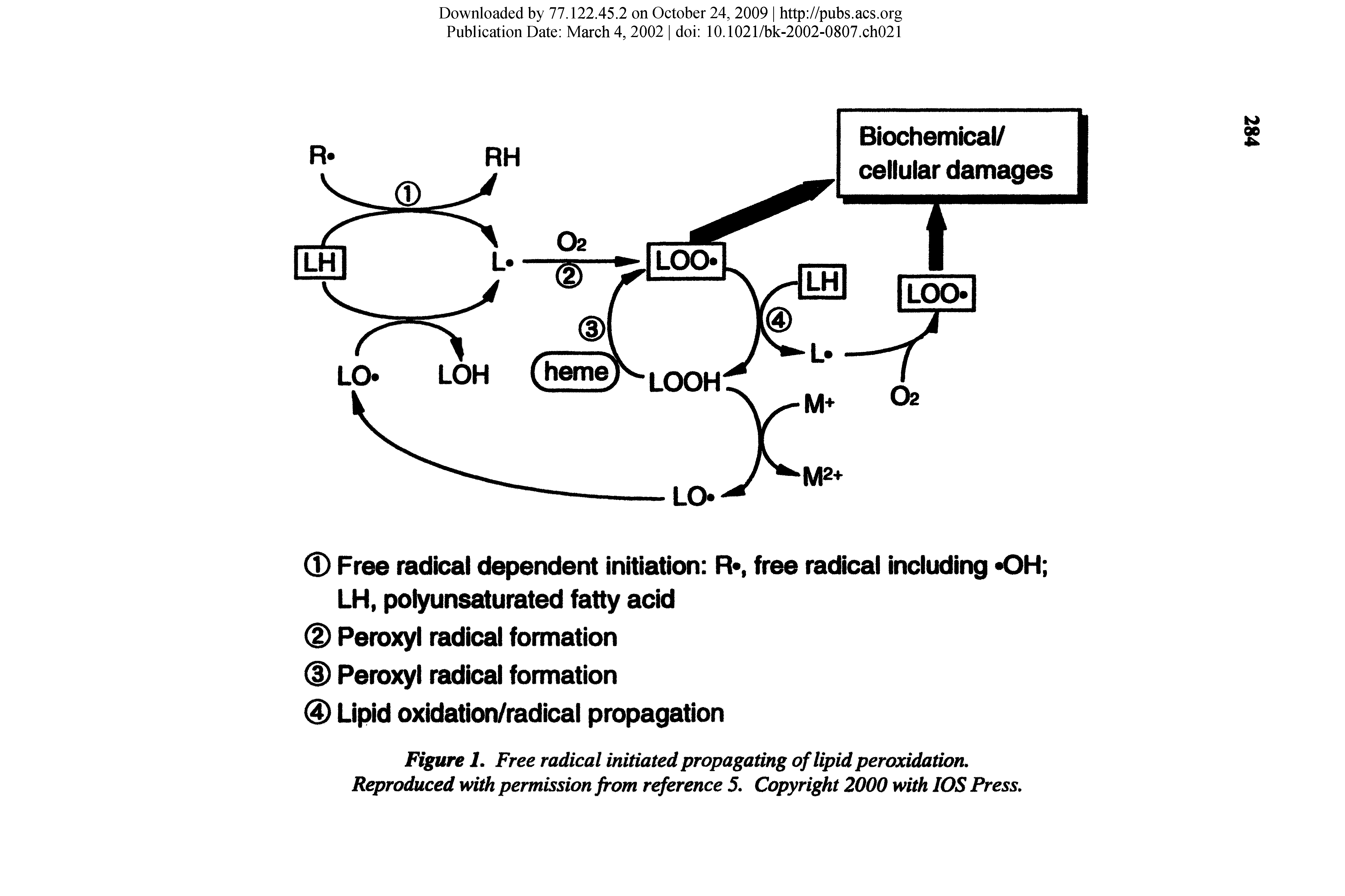 Figure L Free radical initiated propagating of lipid peroxidation. Reproduced with permission from reference 5. Copyright 2000 with lOS Press.