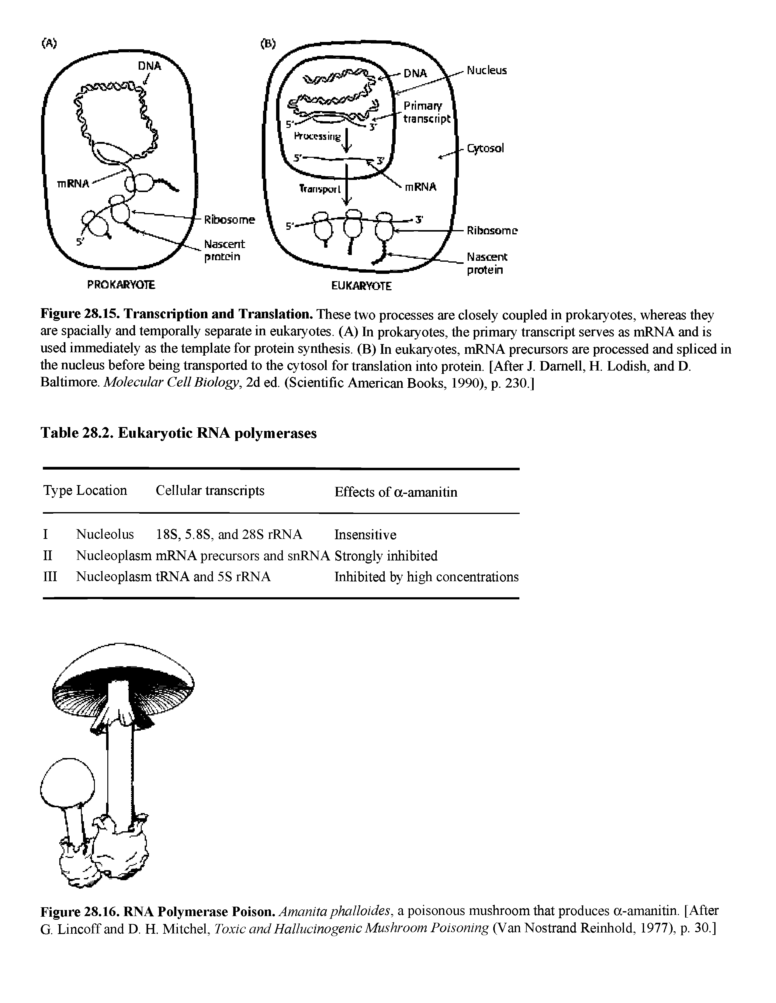 Figure 28.15. Transcription and Translation. These two processes are closely coupled in prokaryotes, whereas they are spacially and temporally separate in eukaryotes. (A) In prokaryotes, the primary transcript serves as mRNA and is used immediately as the template for protein synthesis. (B) In eukaryotes, mRNA precursors are processed and spliced in the nucleus before being transported to the cytosol for translation into protein. [After J. Darnell, H. Lodish, and D. Baltimore. Molecular Cell Biology, 2d ed. (Scientific American Books, 1990), p. 230.]...