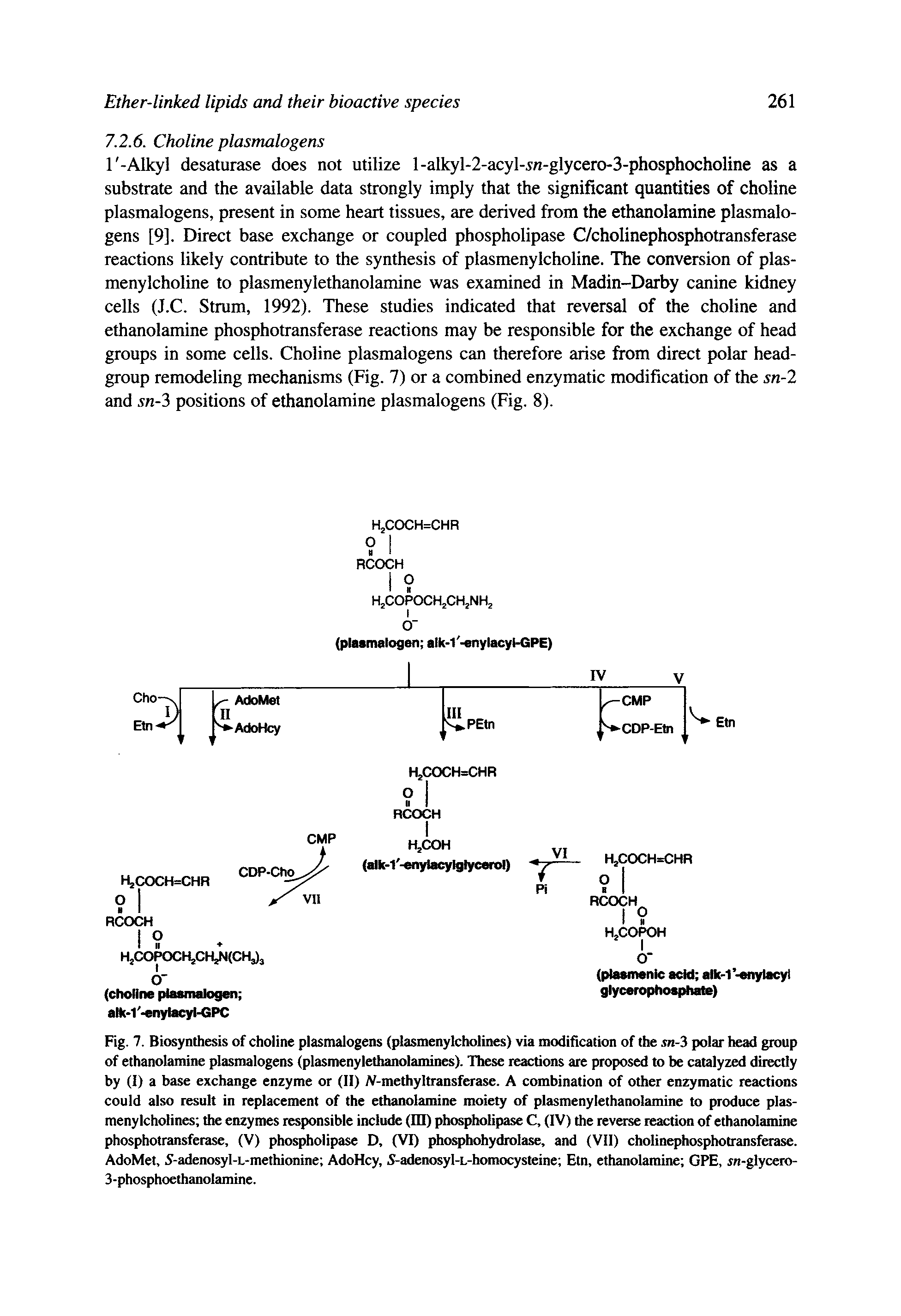 Fig. 7. Biosynthesis of choline plasmalogens (plasmenylcholines) via modification of the sn-3 polar head group of ethanolamine plasmalogens (plasmenylethanolamines). These reactions are proposed to be catalyzed directly by (1) a base exchange enzyme or (II) At-methyltransferase. A combination of other enzymatic reactions could also result in replacement of the ethanolamine moiety of plasmenylethanolamine to produce plasmenylcholines the enzymes responsible include (IB) phospholipase C, (IV) the reverse reaction of ethanolamine phosphotransferase, (V) phospholipase D, (VI) phosphohydtolase, and (VII) cholinephosphotransferase. AdoMet, 5-adenosyl-L-methionine AdoHcy, 5-adenosyl-L-homocysteine Etn, ethanolamine GPE, sn-glycero-...