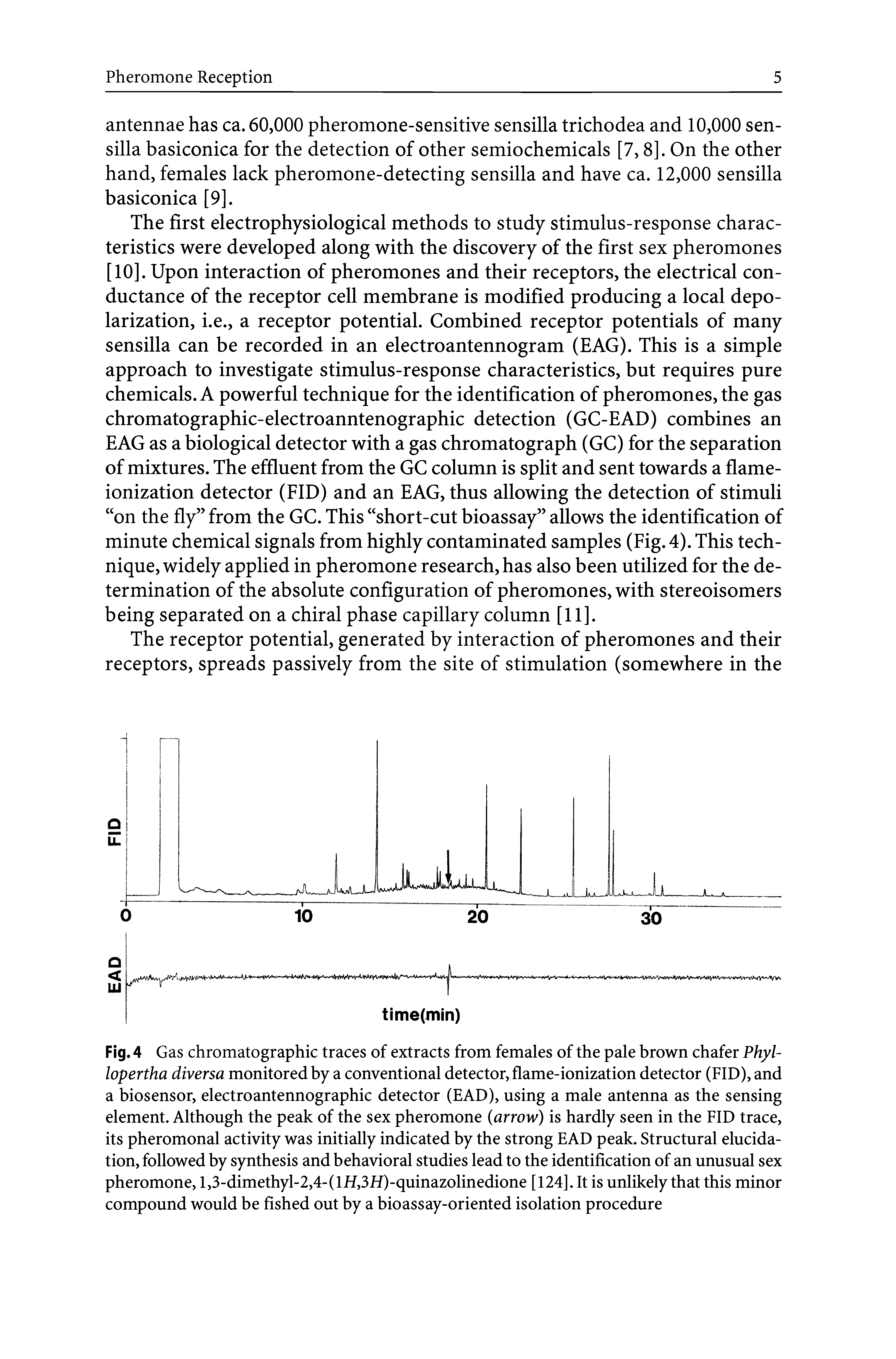 Fig. 4 Gas chromatographic traces of extracts from females of the pale brown chafer Phyl-lopertha diversa monitored by a conventional detector, flame-ionization detector (FID), and a biosensor, electroantennographic detector (EAD), using a male antenna as the sensing element. Although the peak of the sex pheromone (arrow) is hardly seen in the FID trace, its pheromonal activity was initially indicated by the strong EAD peak. Structural elucidation, followed by synthesis and behavioral studies lead to the identification of an unusual sex pheromone, l,3-dimethyl-2,4-(lff,3ff)-quinazolinedione [124]. It is unlikely that this minor compound would be fished out by a bioassay-oriented isolation procedure...