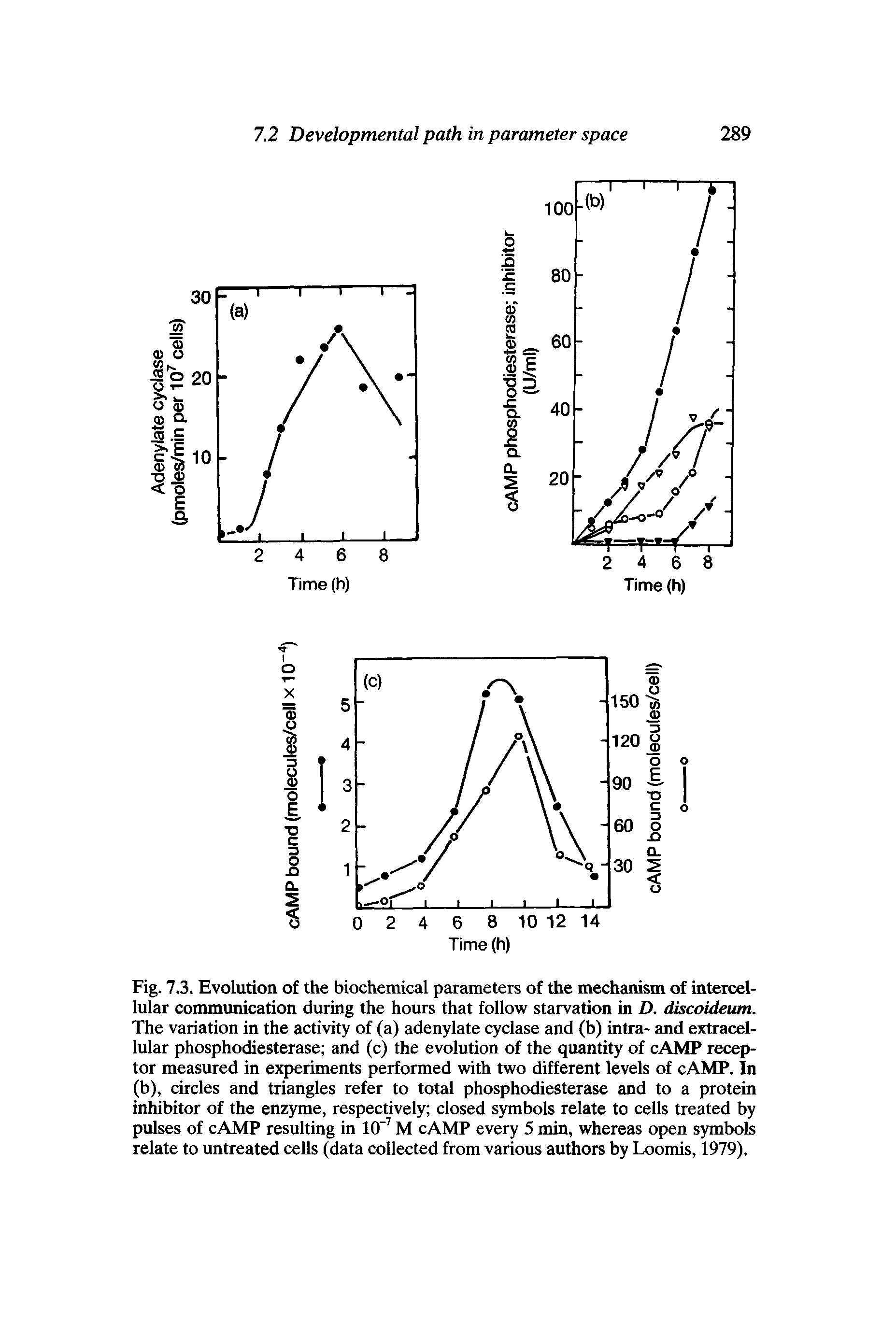 Fig. 7.3. Evolution of the biochemical parameters of the mechanism of intercellular communication during the hours that follow starvation in D. discoideum. The variation in the activity of (a) adenylate cyclase and (b) intra- and extracellular phosphodiesterase and (c) the evolution of the quantity of cAMP receptor measured in experiments performed with two different levels of cAMP. In (b), circles and triangles refer to total phosphodiesterase and to a protein inhibitor of the enzyme, respectively closed symbols relate to cells treated by pulses of cAMP resulting in 10" M cAMP every 5 min, whereas open symbols relate to untreated cells (data collected from various authors by Loomis, 1979).