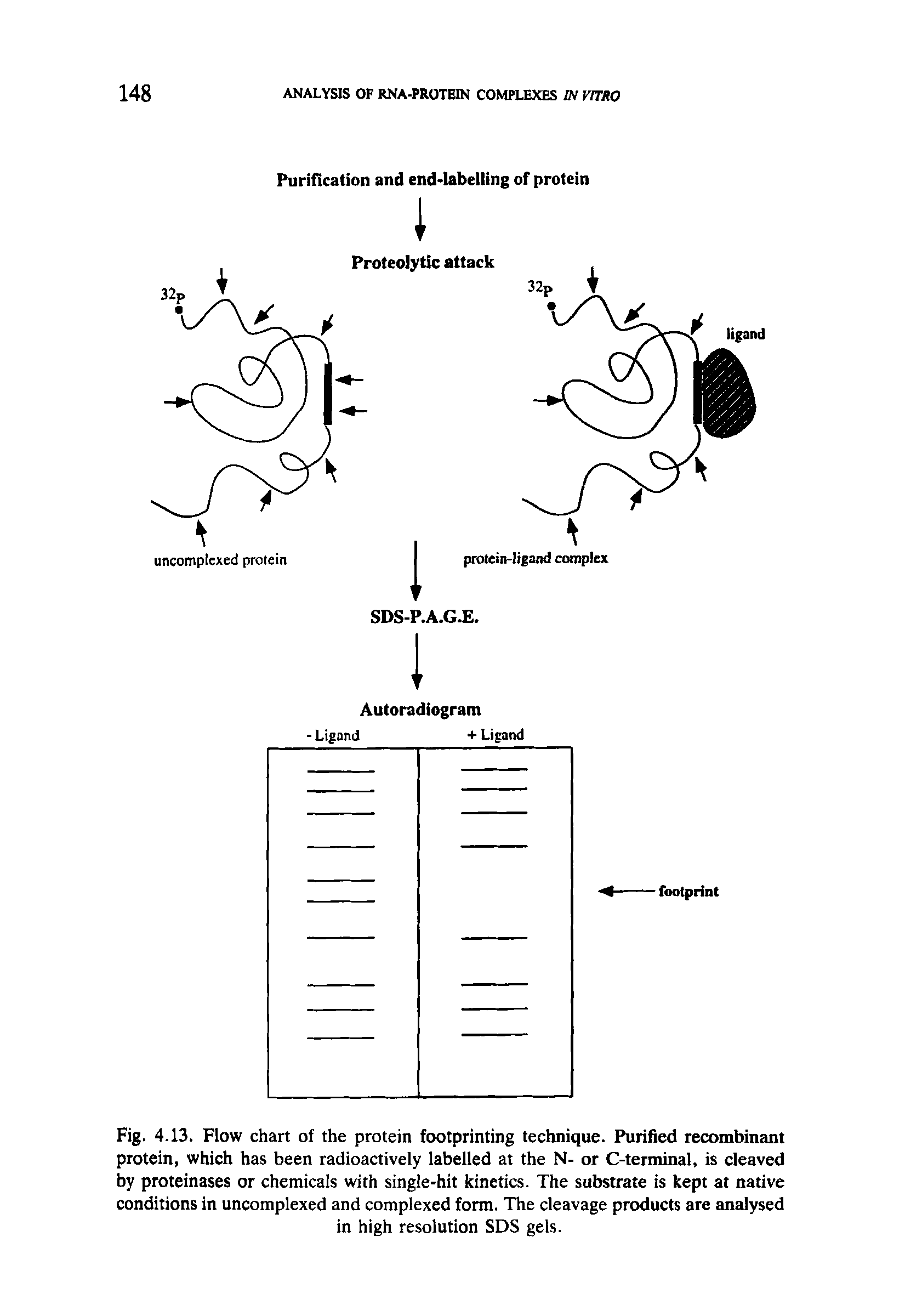 Fig. 4.13. Flow chart of the protein footprinting technique. Purified recombinant protein, which has been radioactively labelled at the N- or C-terminal, is cleaved by proteinases or chemicals with single-hit kinetics. The substrate is kept at native conditions in uncomplexed and complexed form. The cleavage products are analysed in high resolution SDS gels.