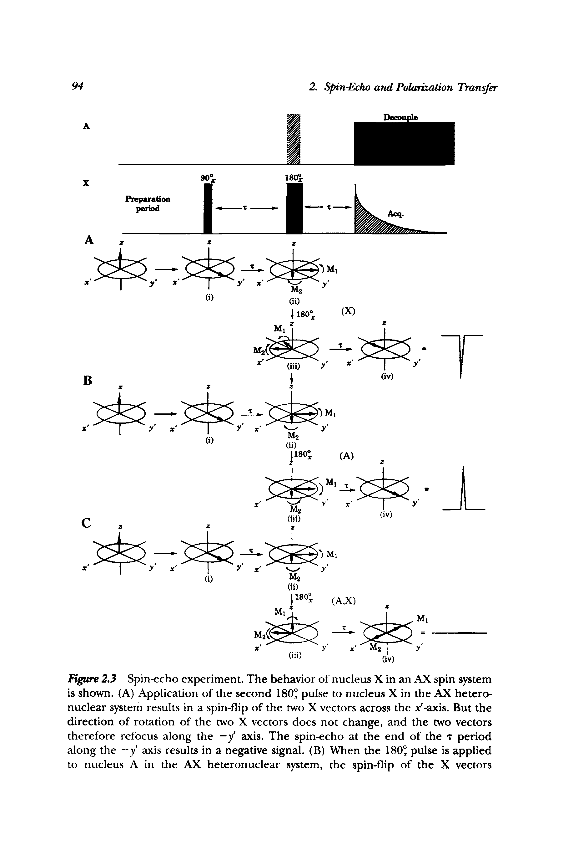 Figure 2.3 Spin-echo experiment. The behavior of nucleus X in an AX spin system is shown. (A) Application of the second 180° pulse to nucleus X in the AX hetero-nuclear system results in a spin-flip of the two X vectors across the x -axis. But the direction of rotation of the two X vectors does not change, and the two vectors therefore refocus along the —y axis. The spin-echo at the end of the t period along the -y axis results in a negative signal. (B) When the 180° pulse is applied to nucleus A in the AX heteronuclear system, the spin-flip of the X vectors...