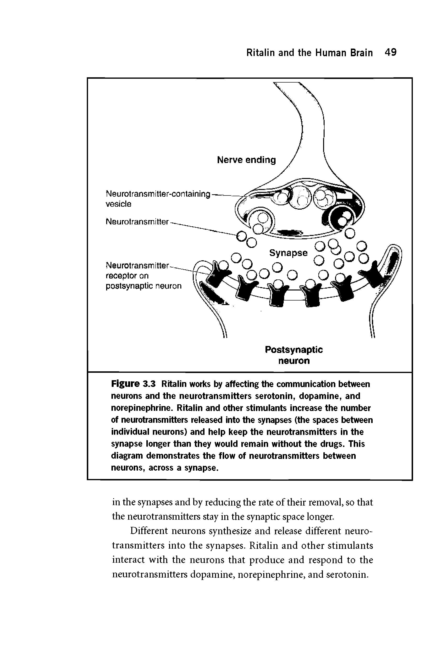 Figure 3.3 Ritalin works by affecting the communication between neurons and the neurotransmitters serotonin, dopamine, and norepinephrine. Ritalin and other stimulants increase the number of neurotransmitters released into the synapses (the spaces between individual neurons) and help keep the neurotransmitters in the synapse longer than they would remain without the drugs. This diagram demonstrates the flow of neurotransmitters between neurons, across a synapse.