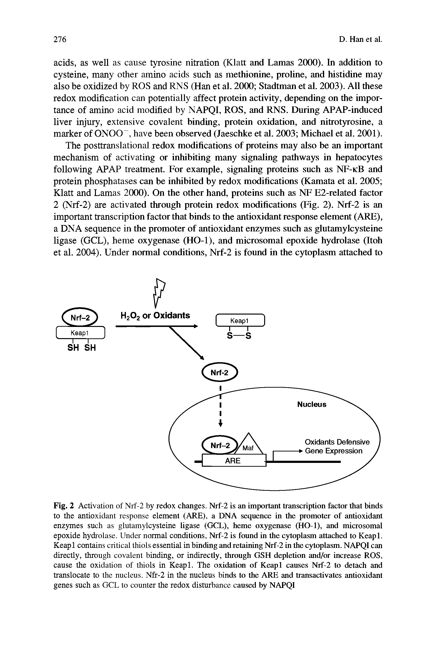 Fig. 2 Activation of Nrf-2 by redox changes. Nrf-2 is an important transcription factor that binds to the antioxidant response element (ARE), a DNA sequence in the promoter of antioxidant enzymes such as glutamylcysteine ligase (GCL), heme oxygenase (HO-1), and microsomal epoxide hydrolase. Under normal conditions, Nrf-2 is found in the cytoplasm attached to Keapl. Keap 1 contains critical thiols essential in binding and retaining Nrf-2 in the cytoplasm. NAPQI can directly, through covalent binding, or indirectly, through GSH depletion and/or increase ROS, cause the oxidation of thiols in Keapl. The oxidation of Keapl causes Nrf-2 to detach and translocate to the nucleus. Nfr-2 in the nucleus binds to the ARE and transactivates antioxidant genes such as GCL to counter the redox disturbance caused by NAPQI...