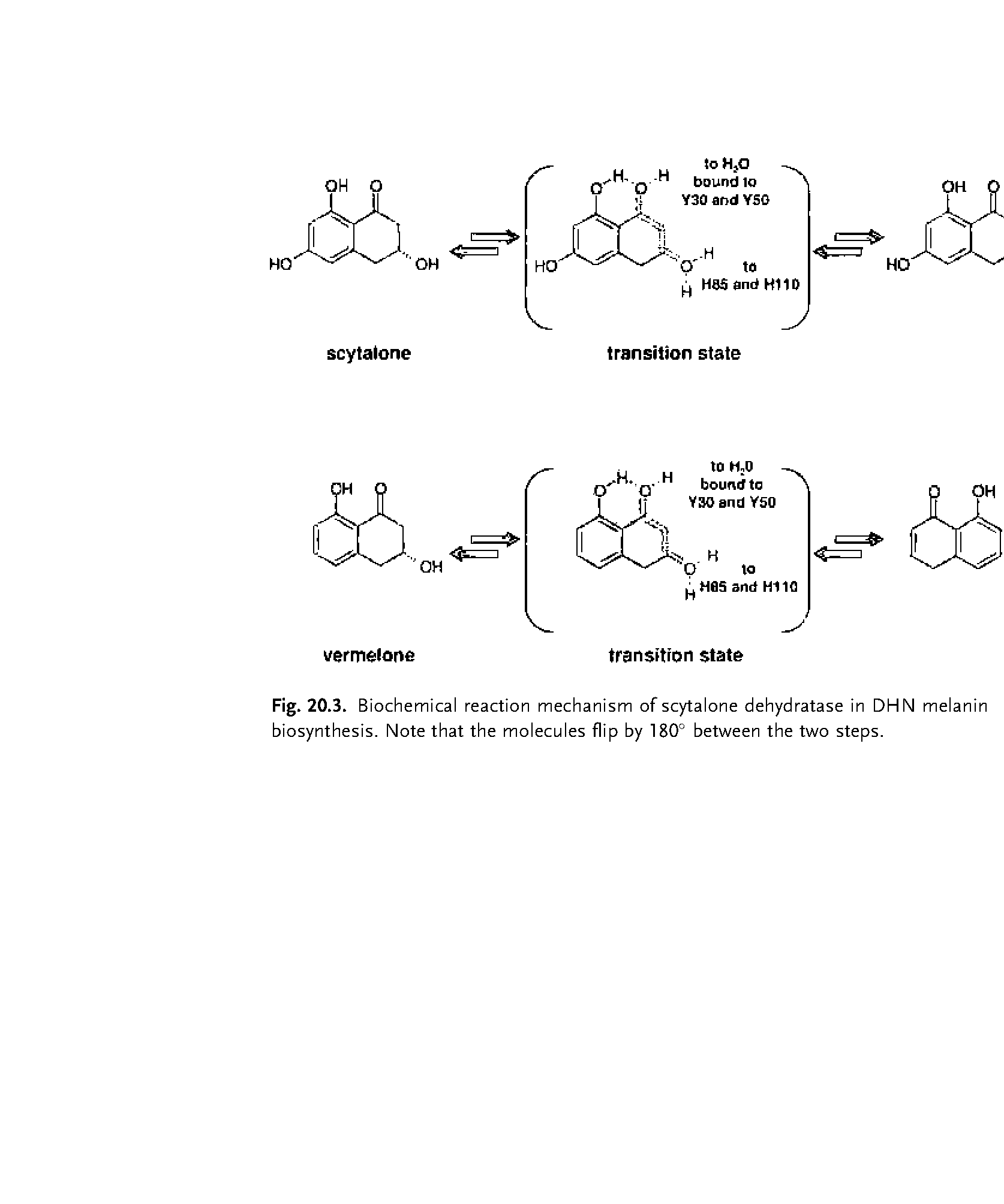Fig. 20.3. Biochemical reaction mechanism of scytalone dehydratase in DHN melanin biosynthesis. Note that the molecules flip by 180° between the two steps.