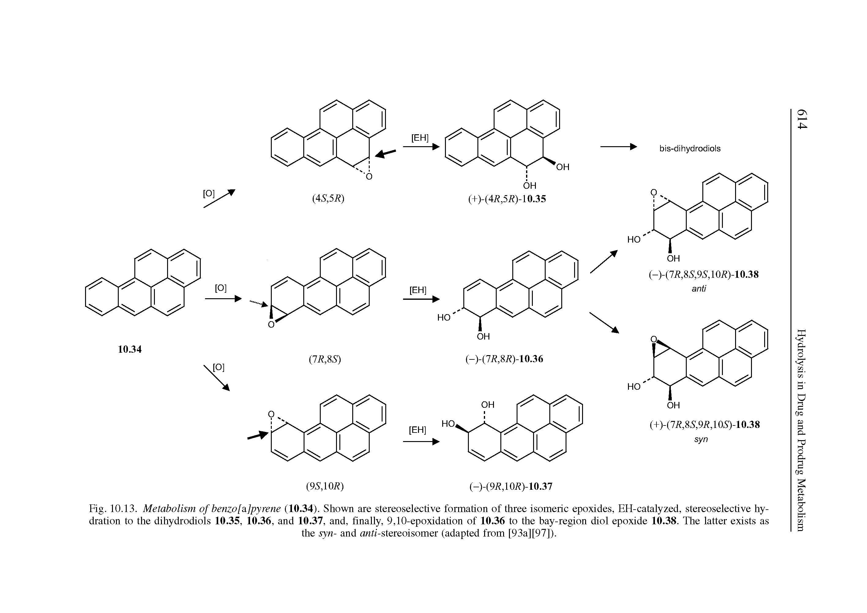 Fig. 10.13. Metabolism of benzo[ ]pyrene (10.34). Shown are stereoselective formation of three isomeric epoxides, EH-catalyzed, stereoselective hydration to the dihydrodiols 10.35, 10.36, and 10.37, and, finally, 9,10-epoxidation of 10.36 to the bay-region diol epoxide 10.38. The latter exists as...