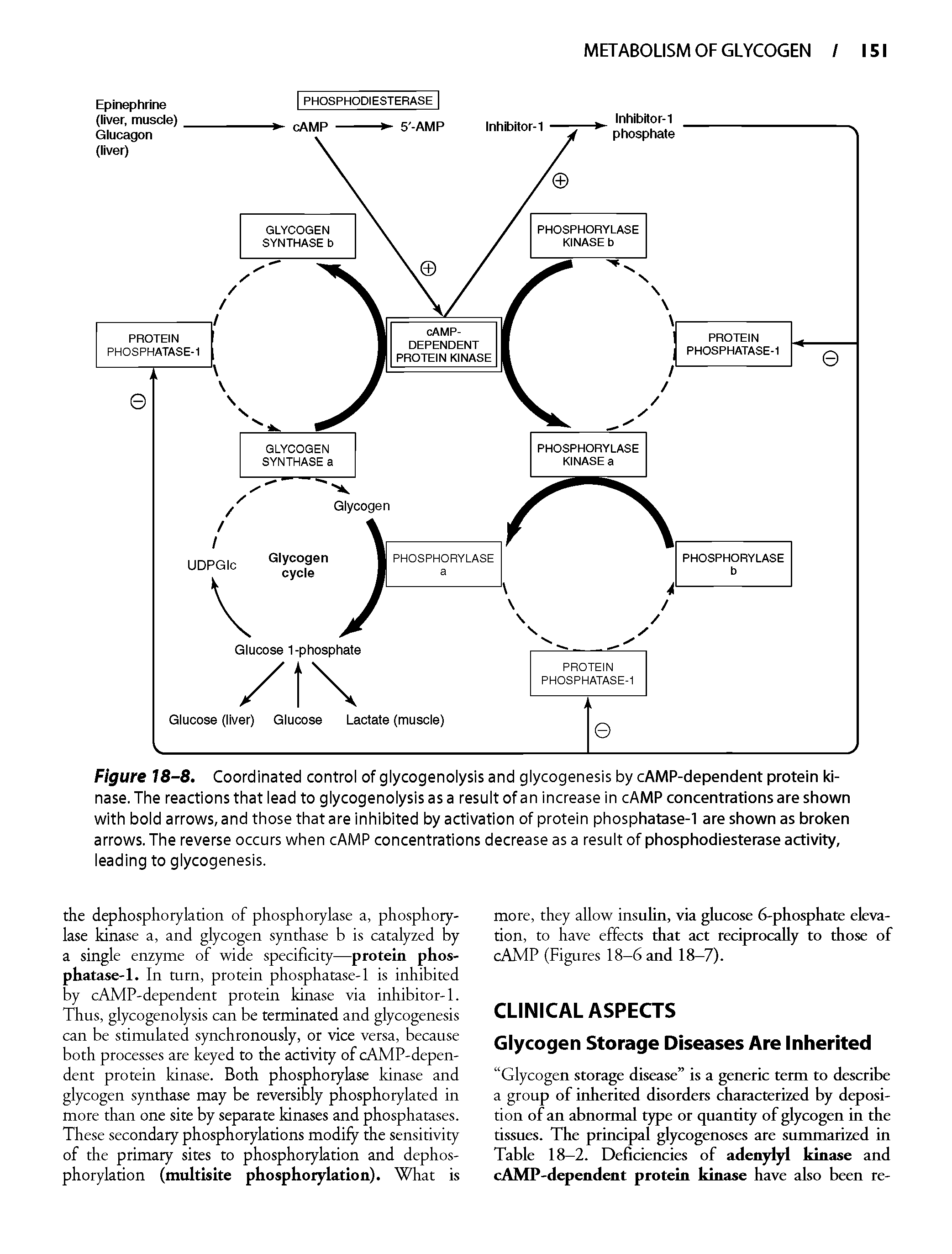 Figure 18-8. Coordinated control of glycogenolysis and glycogenesis by cAMP-dependent protein kinase. The reactions that lead to glycogenolysis as a result of an increase in cAMP concentrations are shown with bold arrows, and those that are inhibited by activation of protein phosphatase-1 are shown as broken arrows. The reverse occurs when cAMP concentrations decrease as a result of phosphodiesterase activity, leading to glycogenesis.